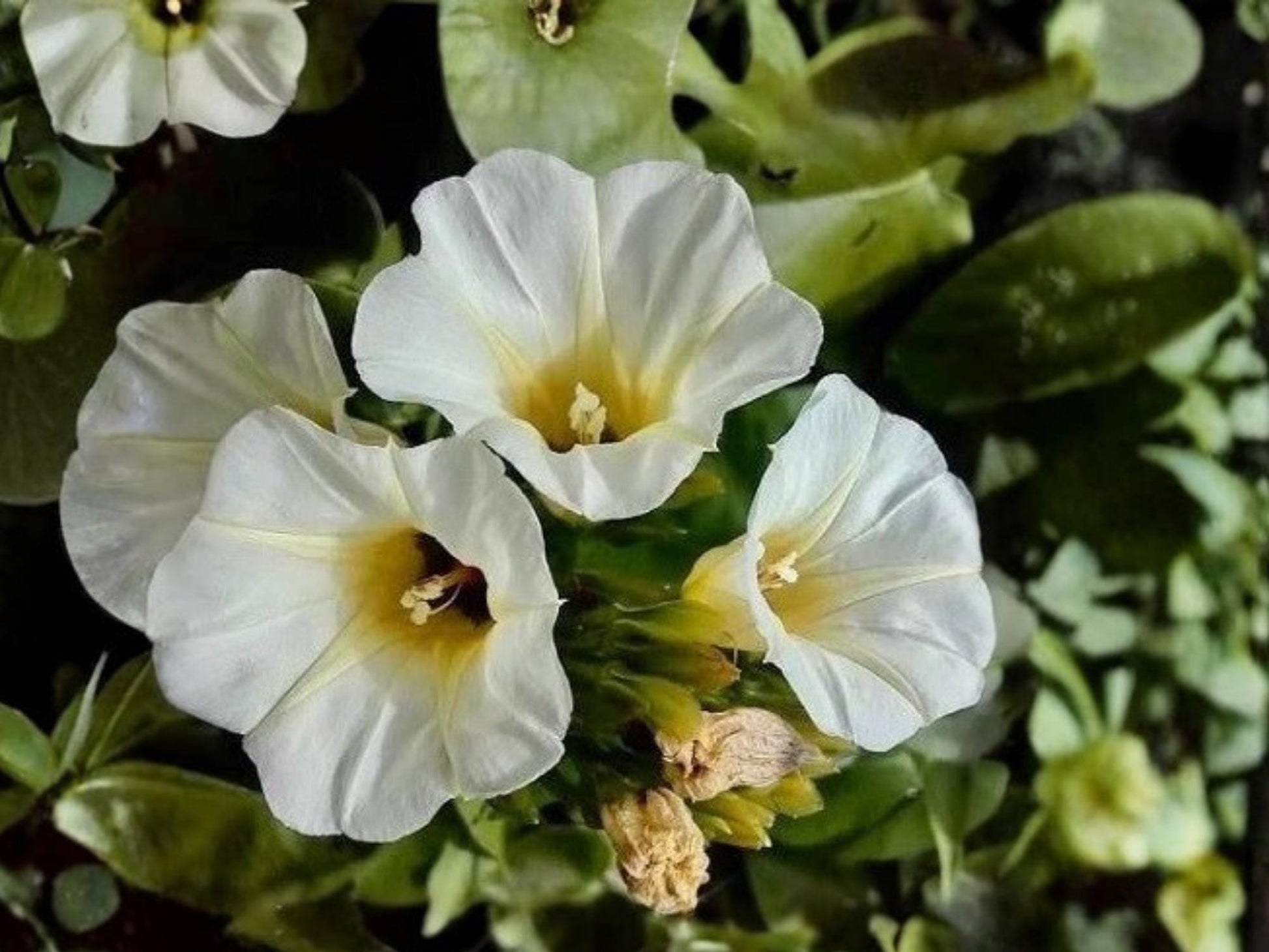Ololiuqui Vine Seeds | Rivea corymbosa | Ornamental Tropical Climber for Fences & Trellises | 10 Seeds