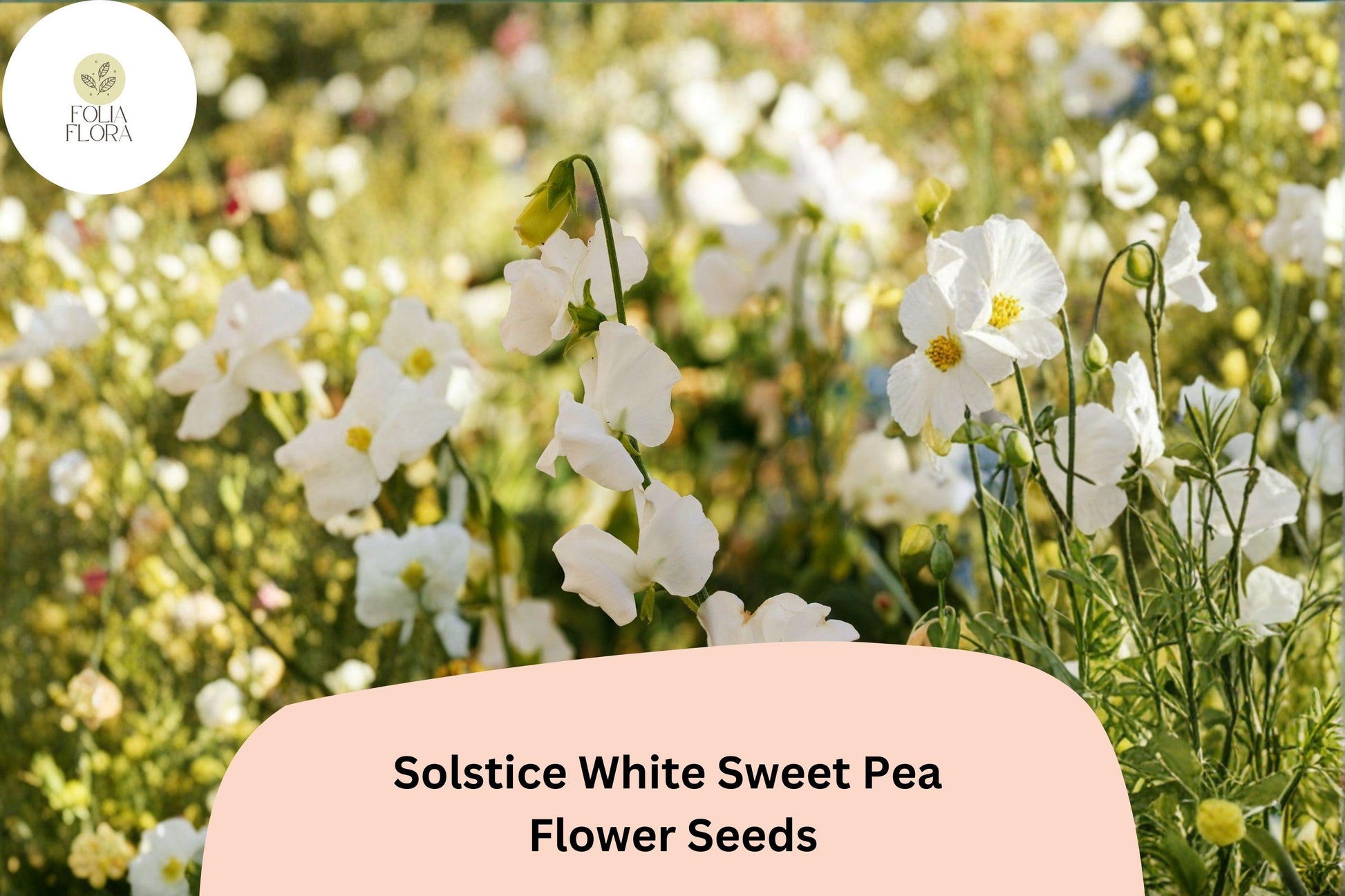 Solstice White Sweet Pea Seeds | Climbing Vine, Fragrant White Blooms, Lathyrus odoratus, Garden Planting, 50+ Seeds