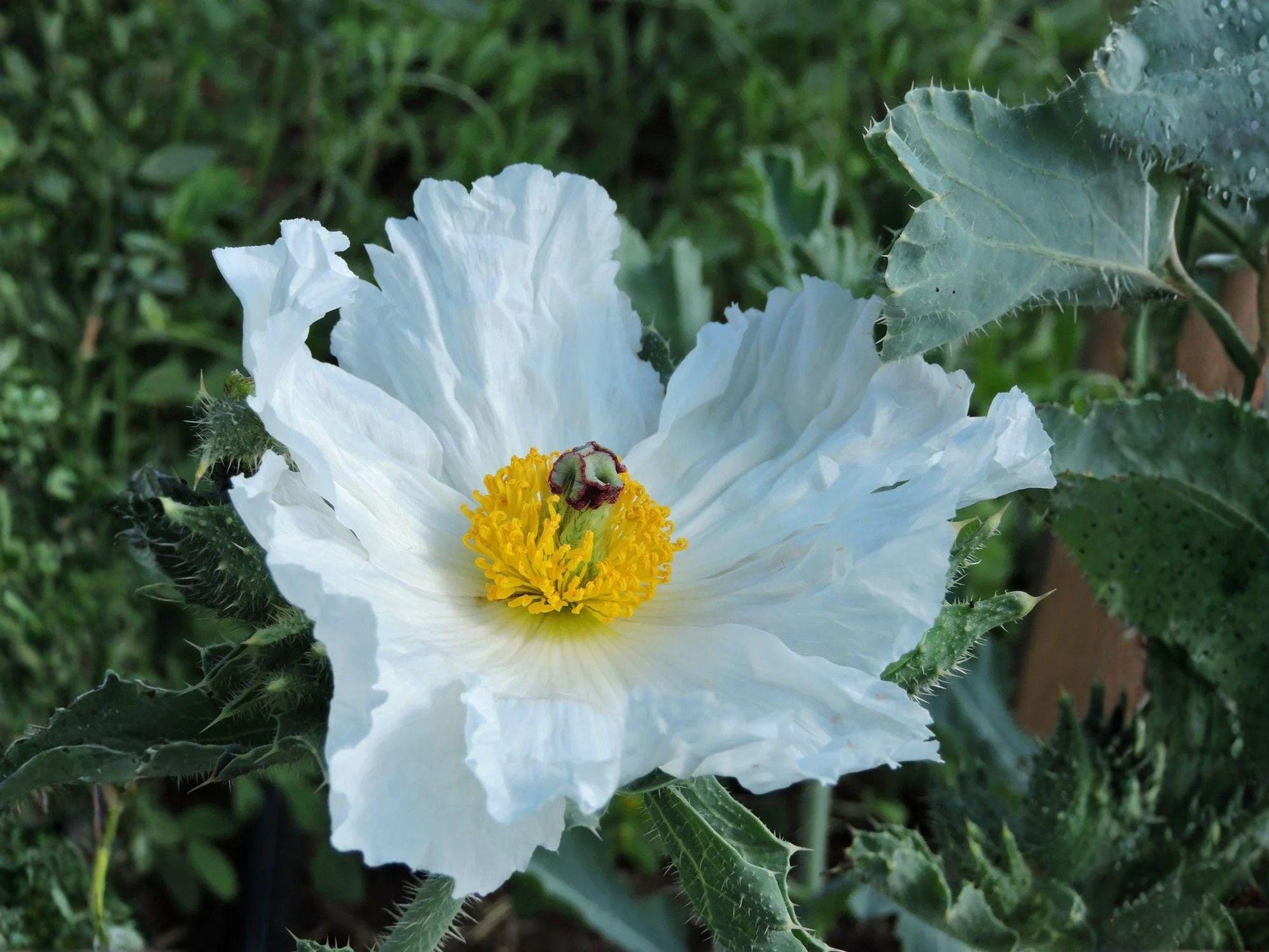 Argemone polyanthemos Seeds – Prickly Poppy Wildflower, Drought Tolerant, Native Bee Attractant, 15 Seeds
