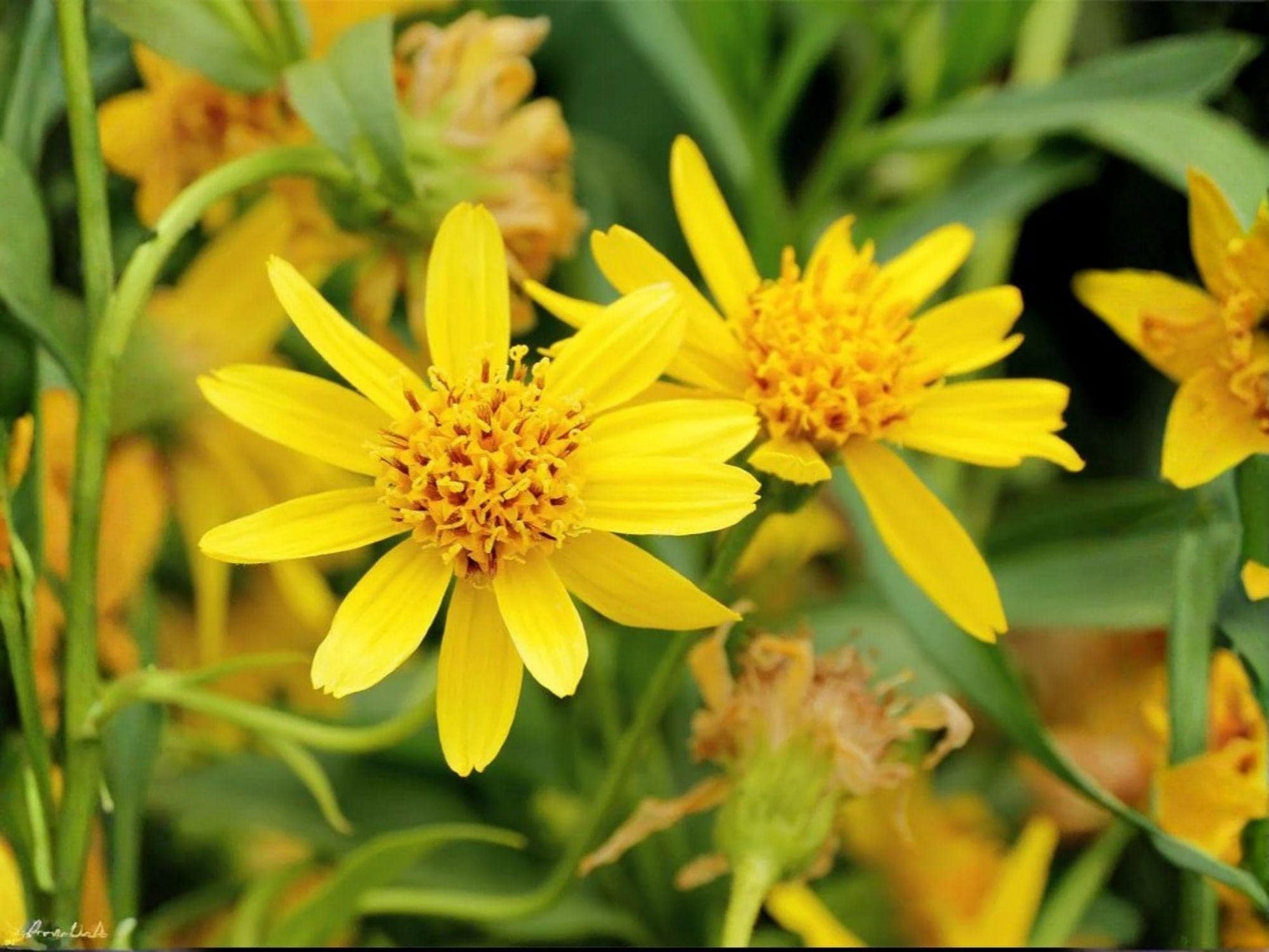 Meadow Arnica Seeds – Native Wildflower, Medicinal Herb, Arnica chamissonis, Bright Yellow Daisy Flowers, 100 Seeds
