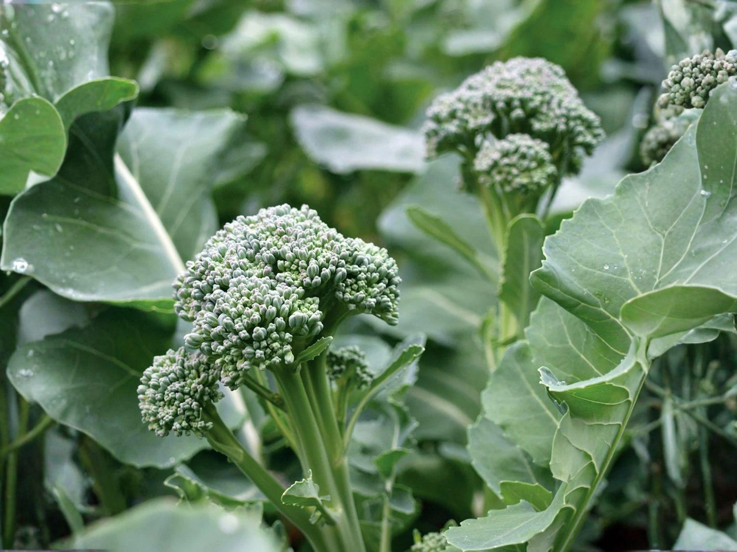Broccoli Di Cicco Seeds | Heirloom Italian Multi-Head Broccoli | Cool-Season Vegetable for Home Gardens