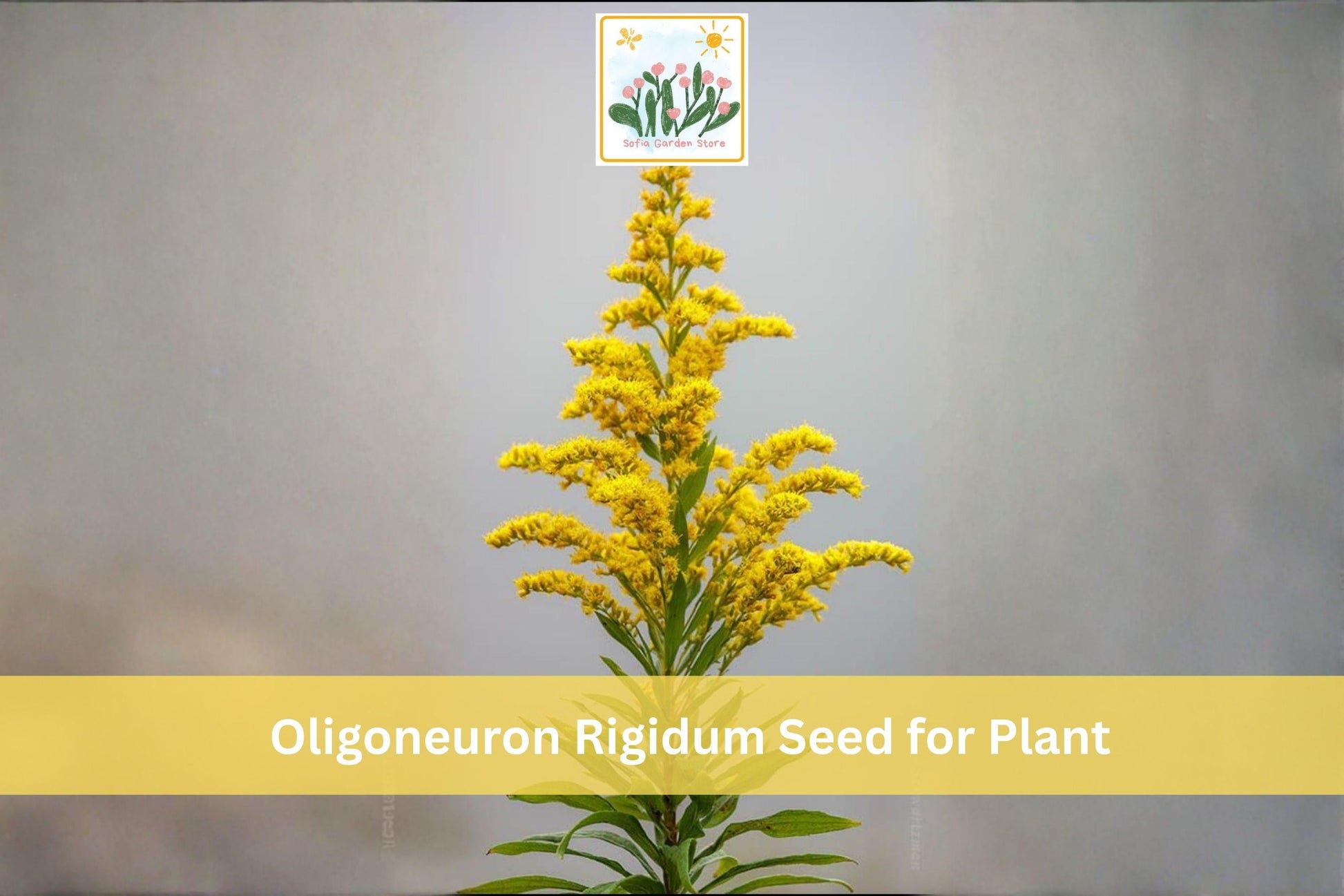 700 Stiff Goldenrod Seeds Oligoneuron rigidum Native Wildflower Prairie Perennial for Pollinator Gardens