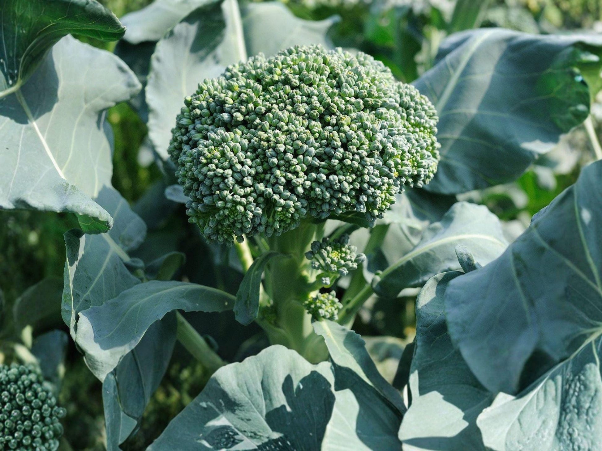 Broccoli Waltham 29 Heirloom Seeds | Cold Hardy Vegetable for Fall Gardens | 500 Seeds