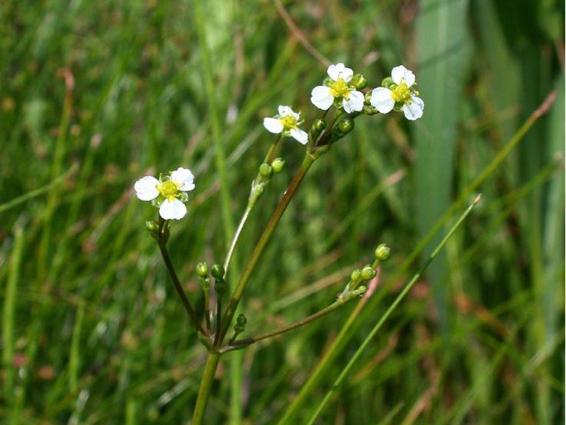 Large-flowered Water Plantain Seeds | Native Aquatic Perennial | Alisma triviale | Pond & Wetland Plant Seeds