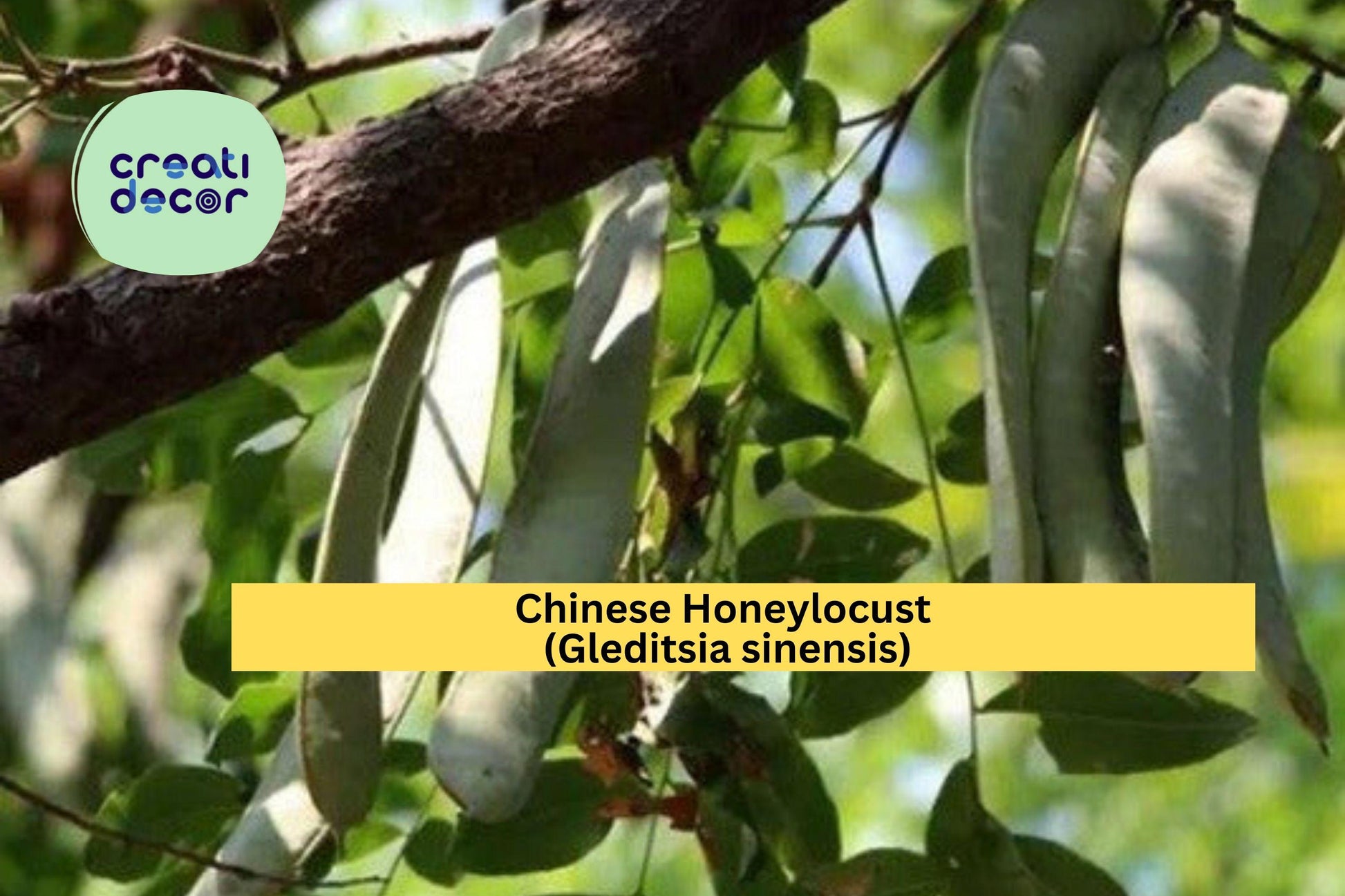 Chinese Honeylocust Seeds – 10 Non-GMO Gleditsia sinensis for Ornamental Shade Tree, Drought-Tolerant, Urban Landscaping