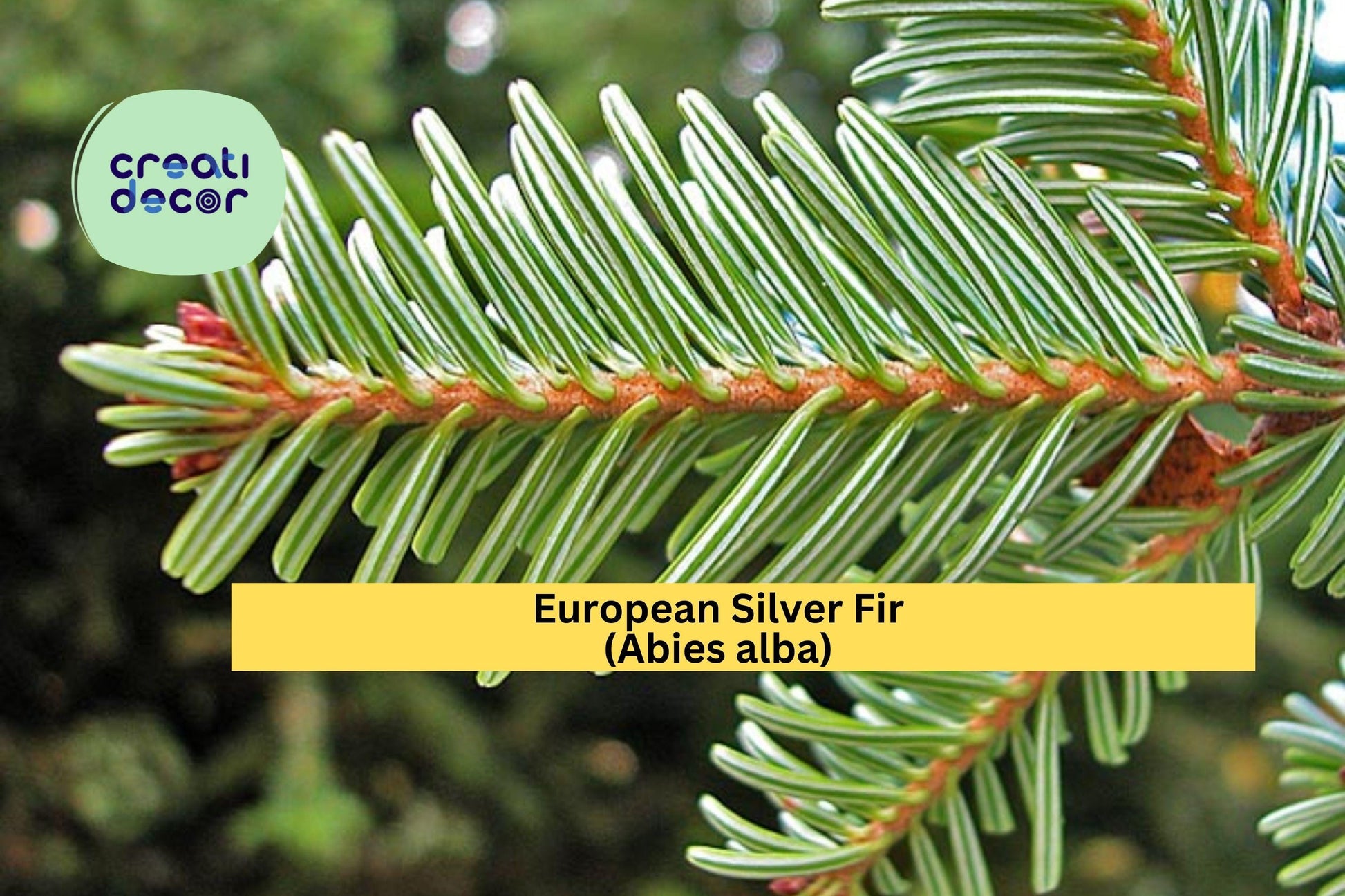 European Silver Fir Seeds – Abies alba – Evergreen Conifer for Cold Climate Landscaping & Ornamental Tree