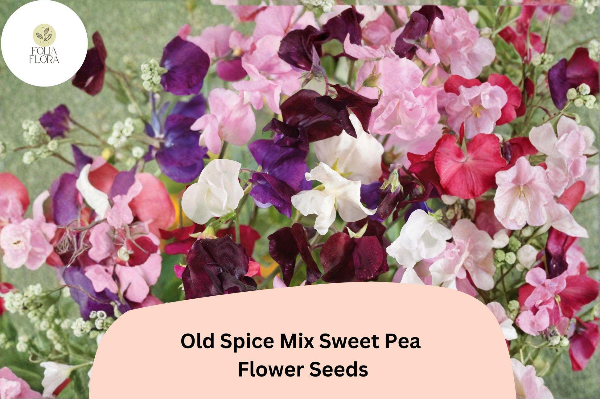 Old Spice Mix Sweet Pea Seeds | Colorful Climbing Vine for Trellises & Fences | Lathyrus odoratus