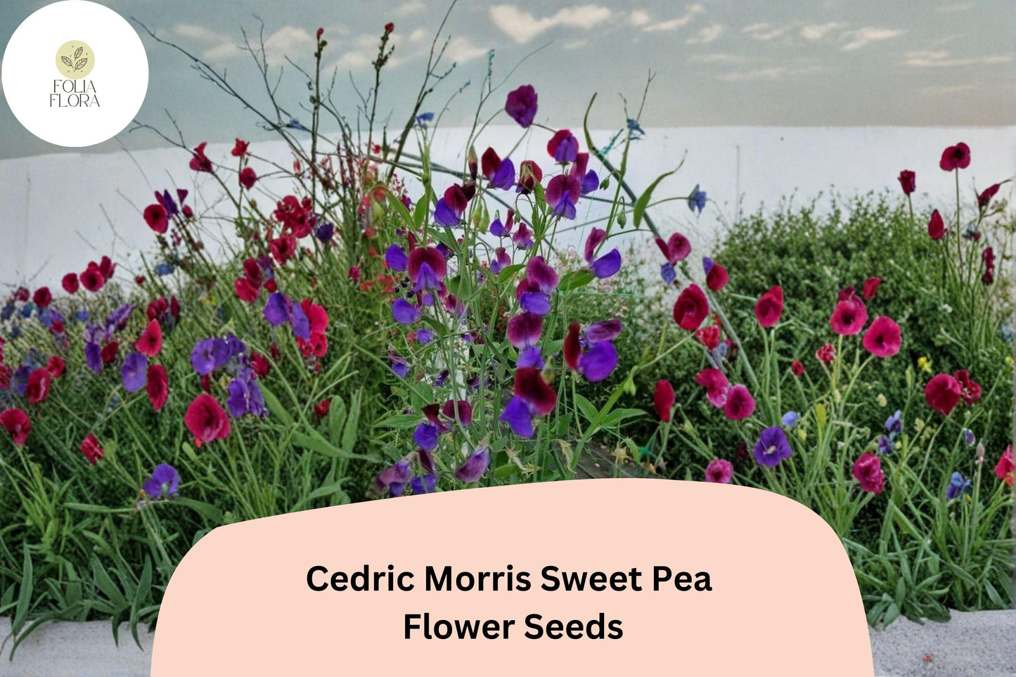 Cedric Morris Sweet Pea Seeds | Fragrant Climbing Annual Flowers in Multi-Colors | Lathyrus odoratus