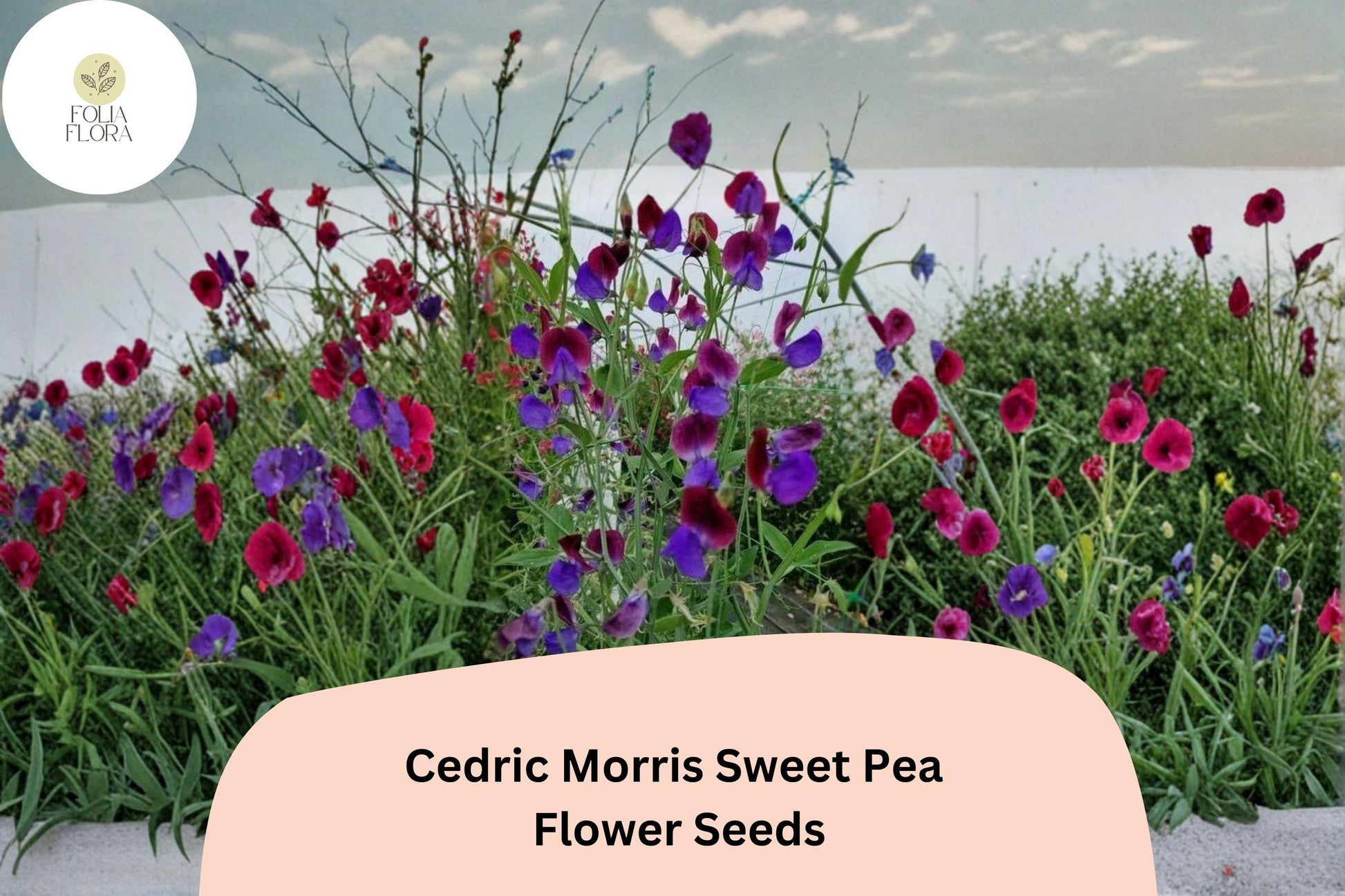 Cedric Morris Sweet Pea Seeds | Fragrant Climbing Annual Flowers in Multi-Colors | Lathyrus odoratus