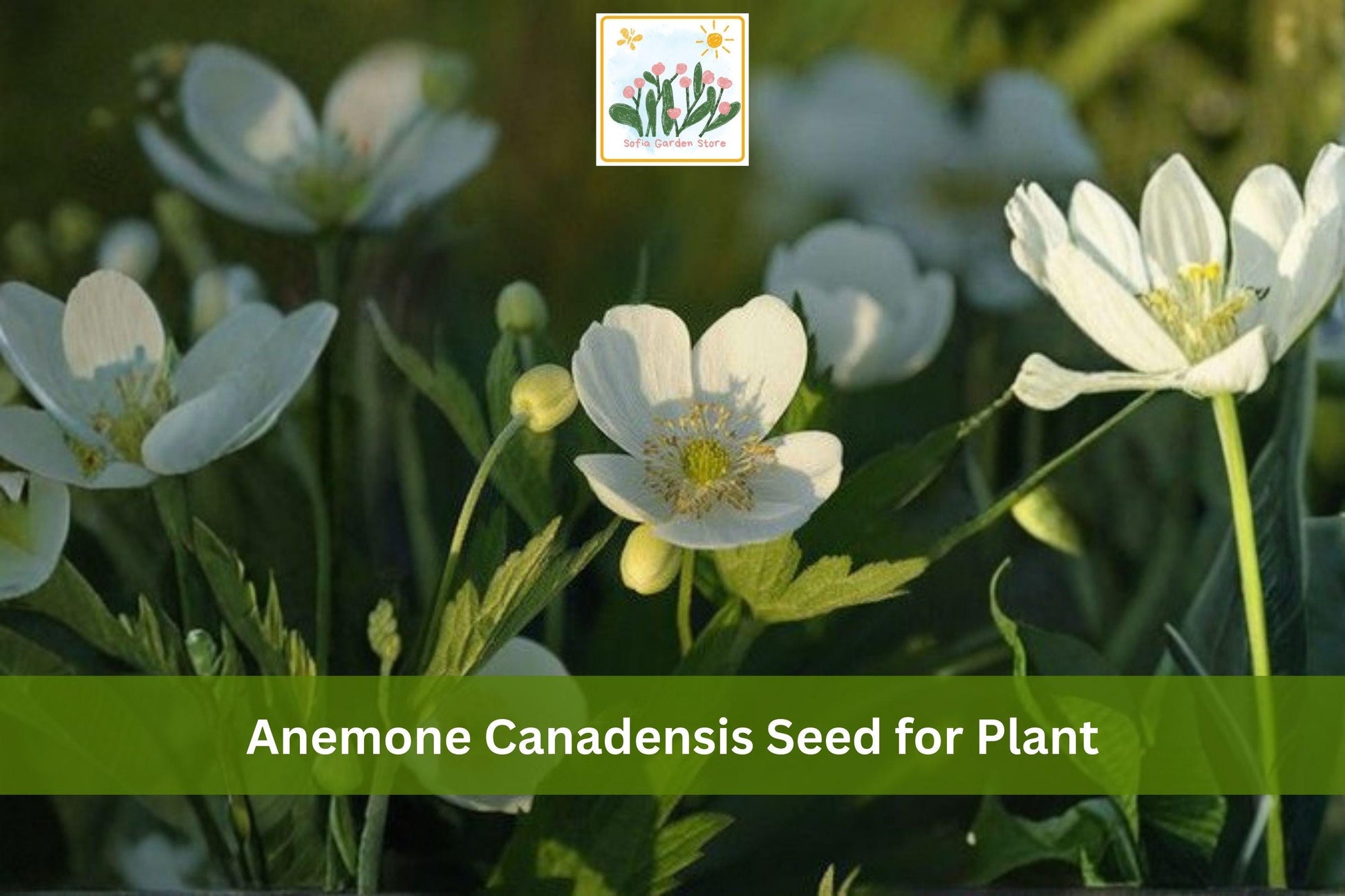 Canada Anemone Seeds - Native White Wildflower Groundcover, Anemone canadensis, Woodland Perennial, Native Plant Seeds