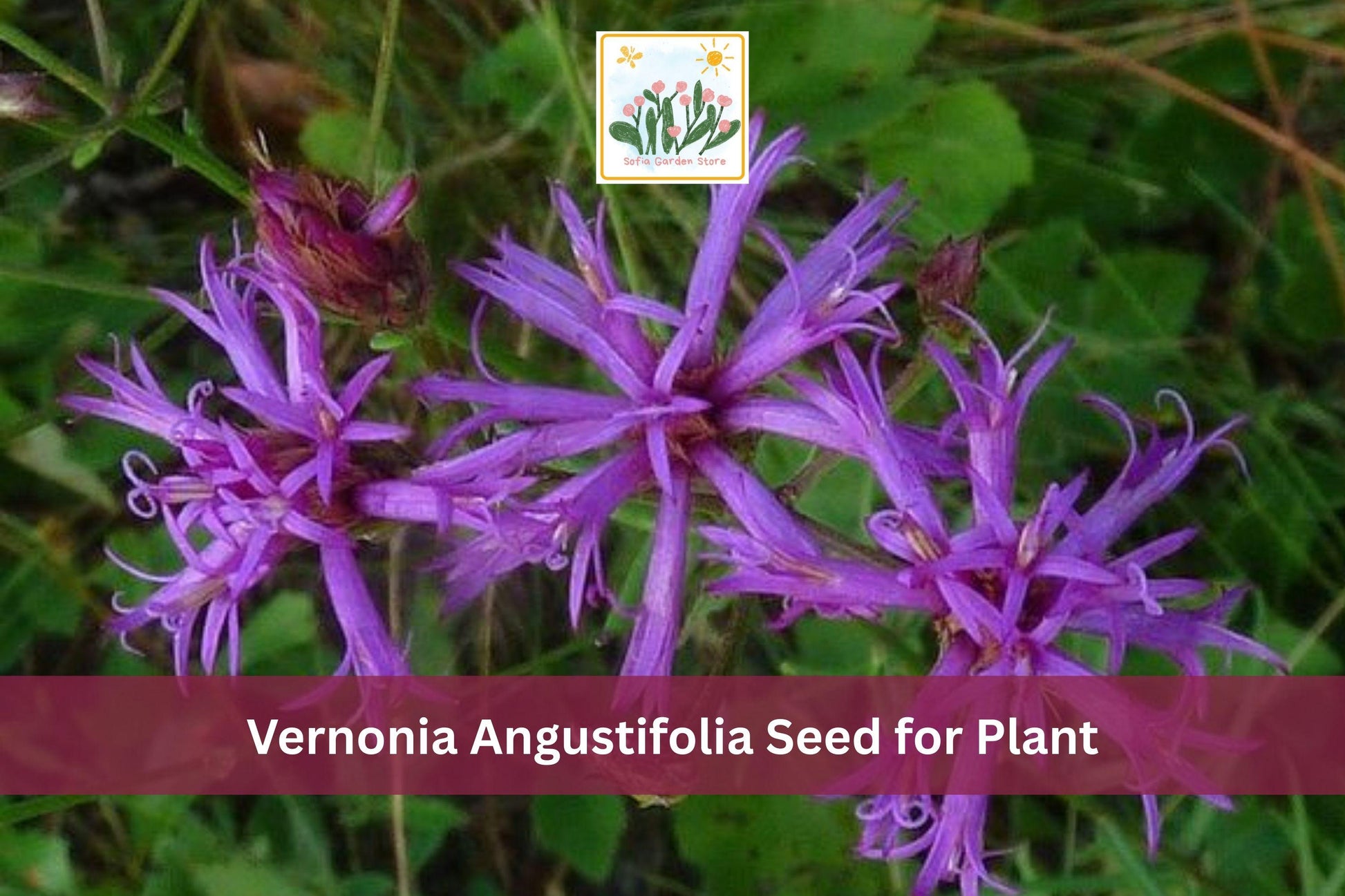 Narrowleaf Ironweed Seeds | Vernonia angustifolia | Native Purple Wildflower for Prairie Gardens & Meadows