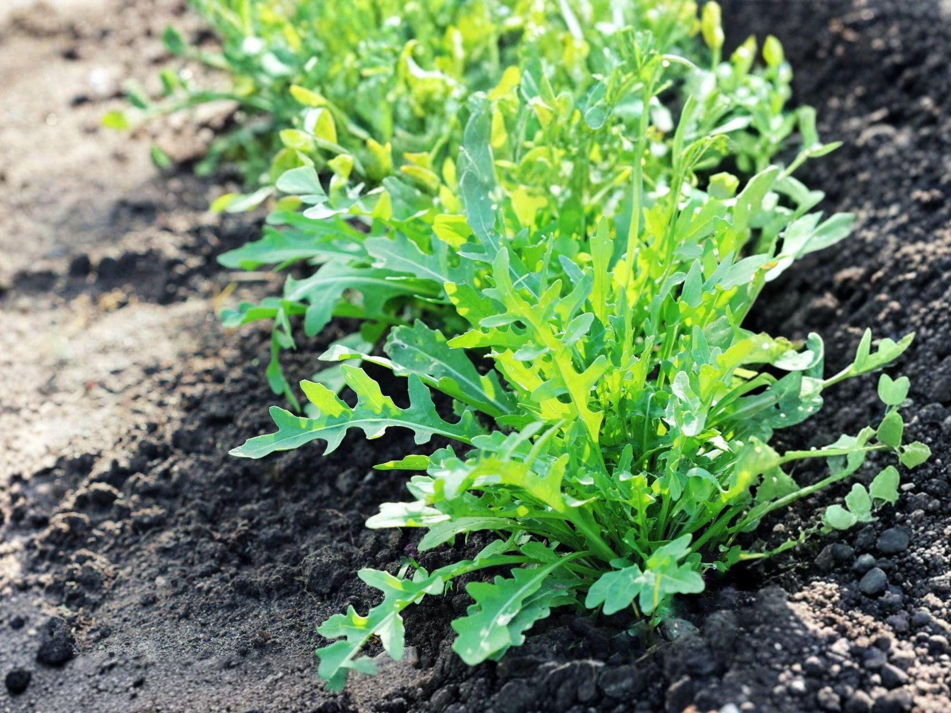 Arugula Seeds 500 Pack - Heirloom Salad Green Herb - Fast Growing Rocket Leaf for Fresh Salads and Garnishes