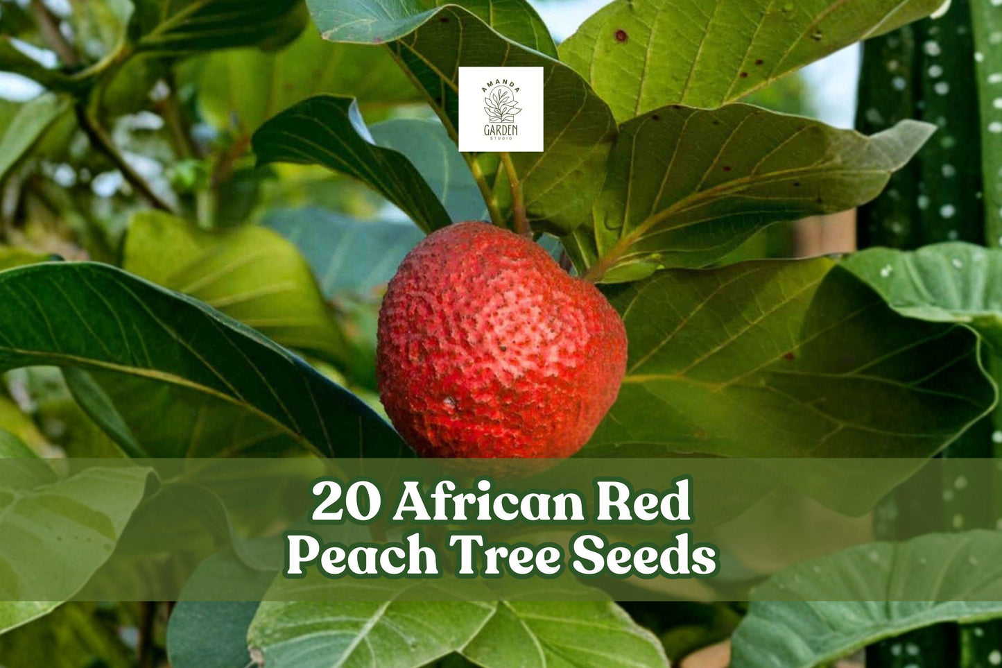 African Red Peach Tree Seeds – Nauclea latifolia Tropical Fruit Tree for Outdoor Planting, 20 Seeds