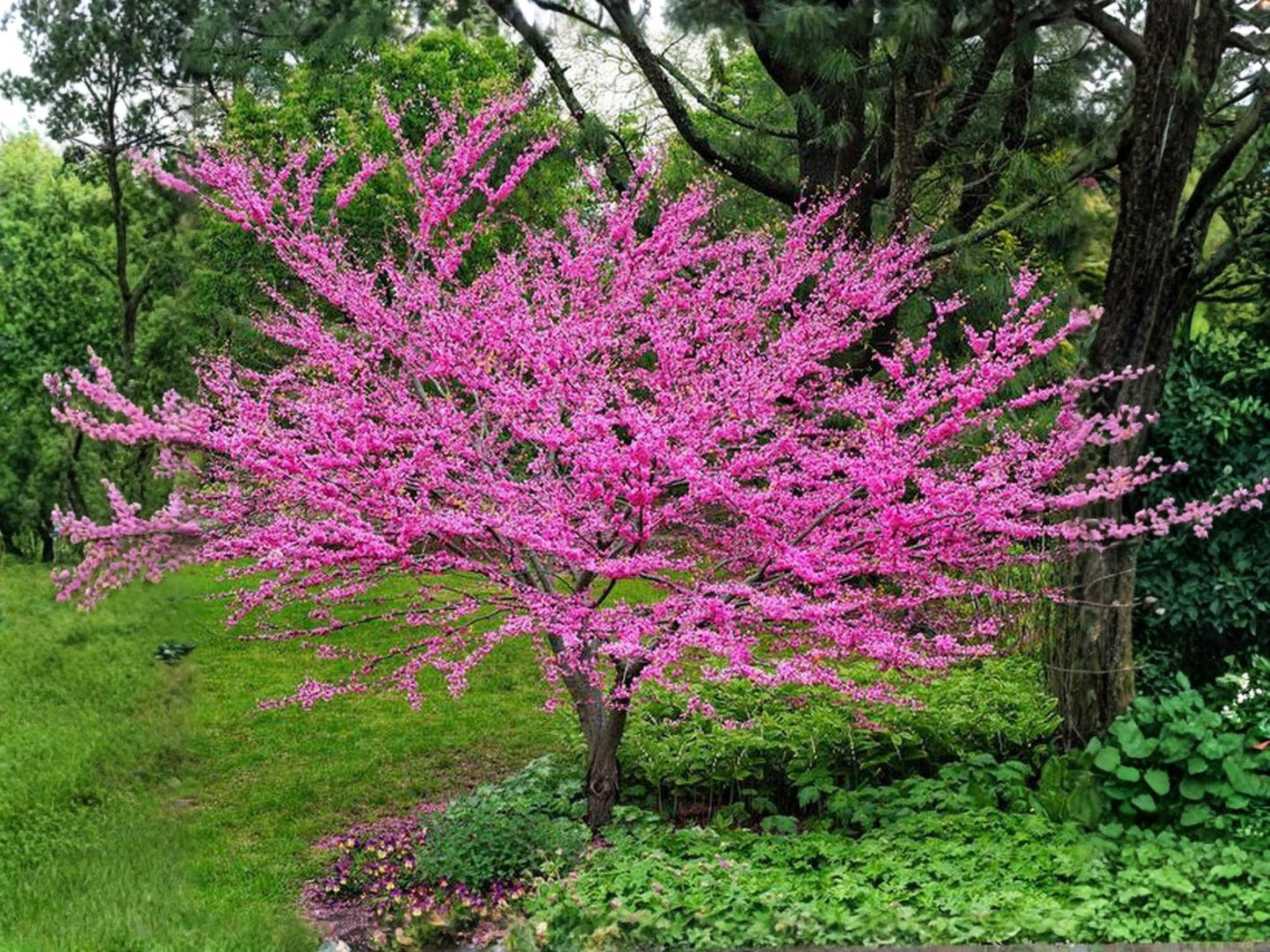 Chinese Redbud Tree Seeds | Cercis chinensis | Pink Spring Blooms | Ornamental Flowering Tree | 10 Seeds