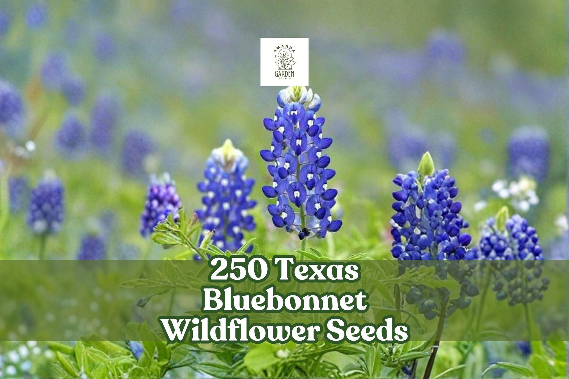 250 Texas Bluebonnet Wildflower Seeds – Lupinus texensis, Vibrant Blue Native Flower Seeds for Meadow, Garden & Naturalized Landscaping
