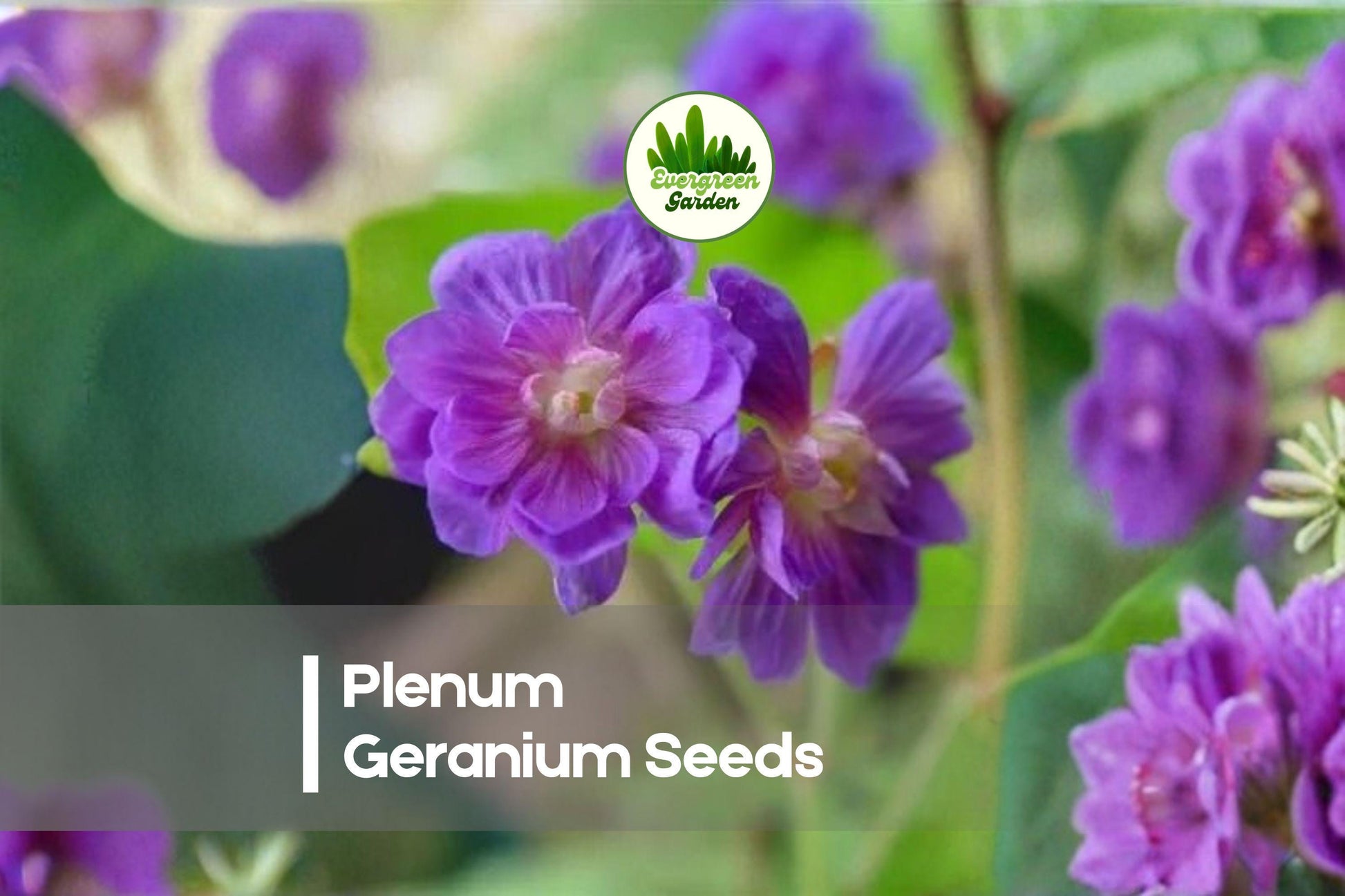 25+ Plenum Geranium Seeds | Double Rose-Pink Blooms | Pelargonium spp. Garden Flower Seeds