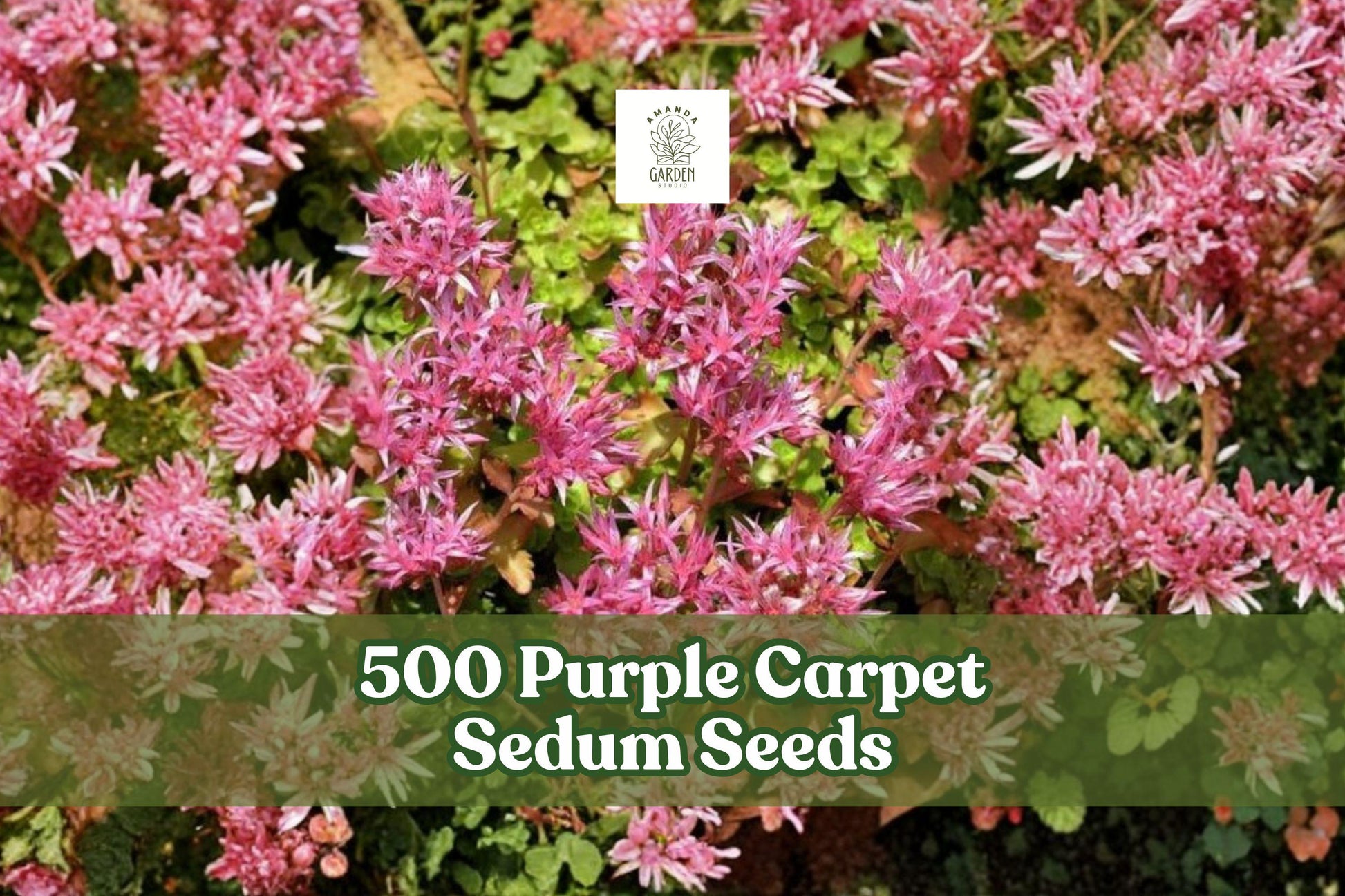 500 Purple Carpet Sedum Seeds for Groundcover, Sedum spurium ‘Coccineum’ for Landscaping and Rock Gardens