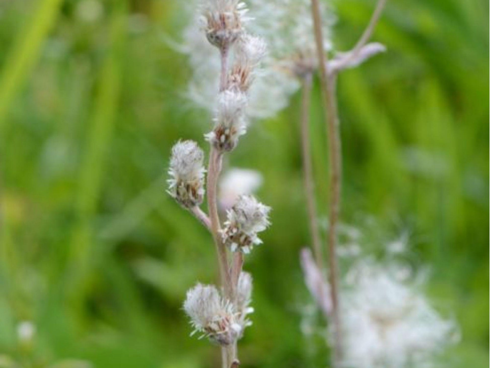 Prairie Pussytoes Seeds – Native Groundcover, Drought-Tolerant, Butterfly Host Plant, Antennaria neglecta, 100 Seeds