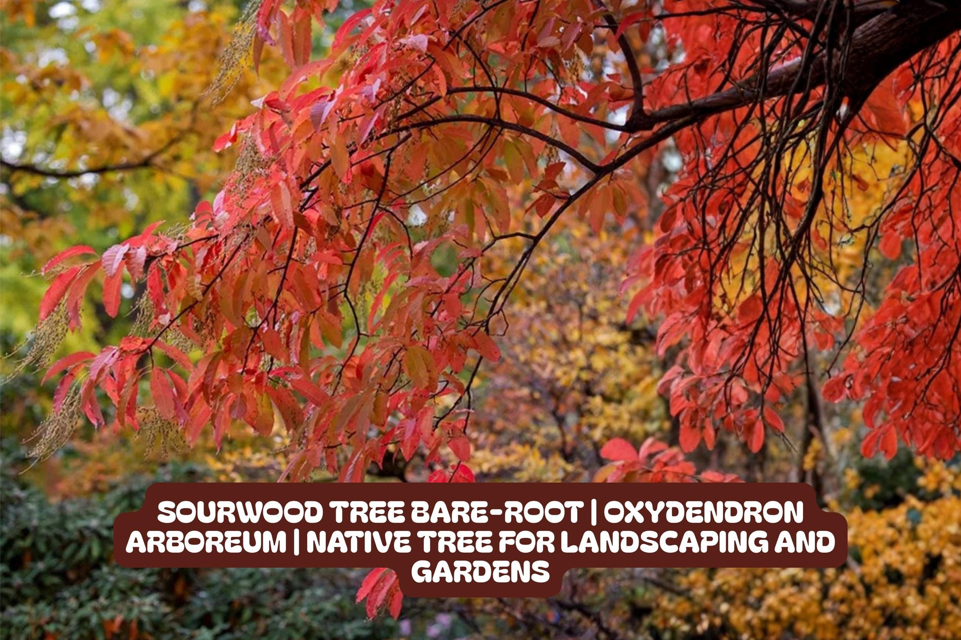 Sourwood Tree Bare-Root | Oxydendron Arboreum | Native Landscaping Tree with Fragrant White Flowers and Fall Foliage