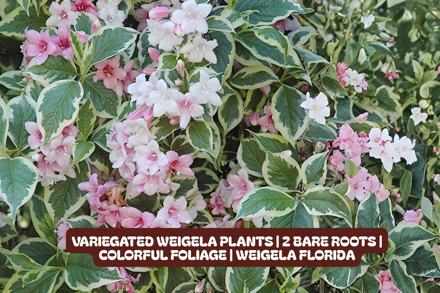 Waikiki Elephant Ear Starter Plant - Colocasia esculenta - Tropical Foliage for Garden & Containers