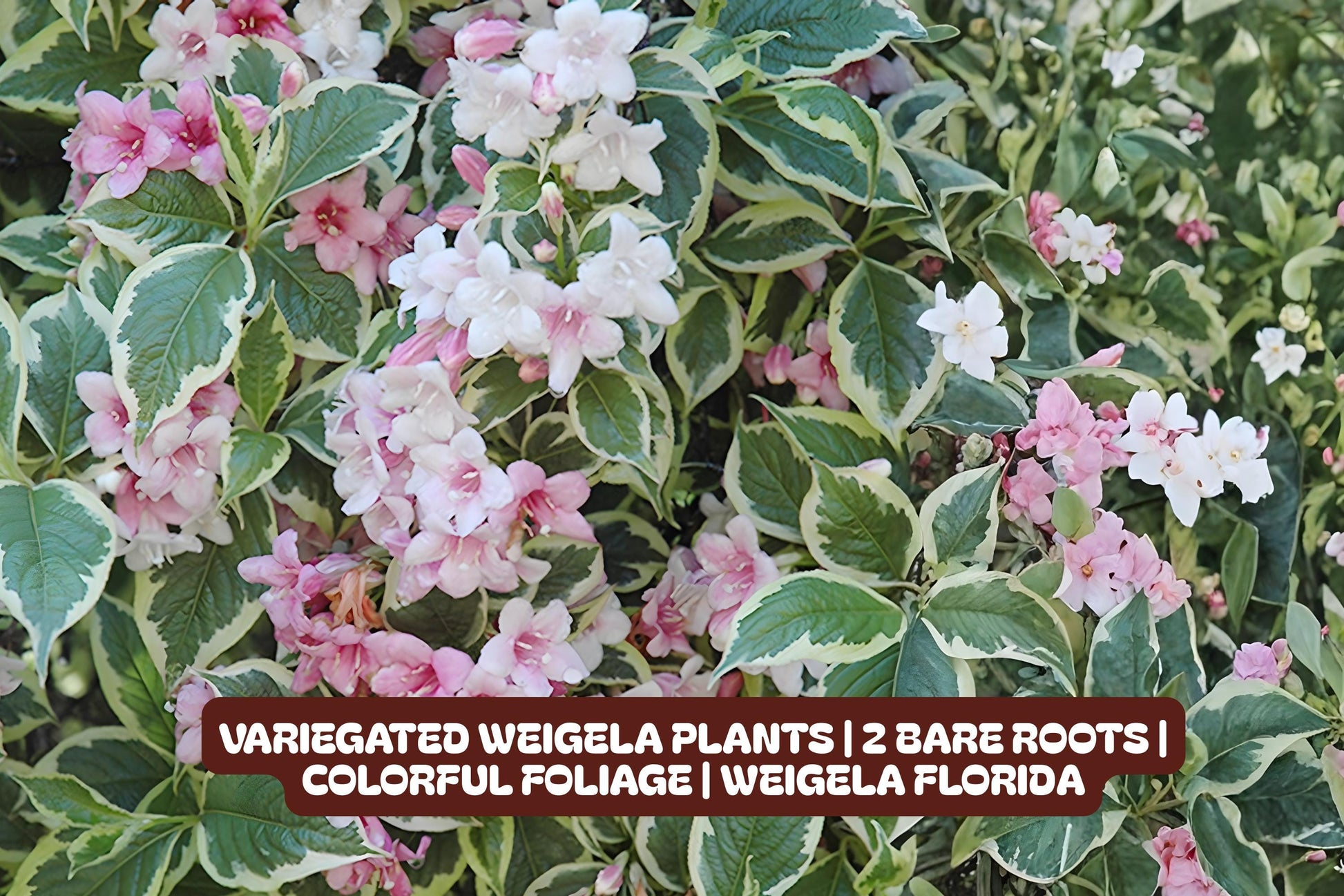Waikiki Elephant Ear Starter Plant - Colocasia esculenta - Tropical Foliage for Garden & Containers