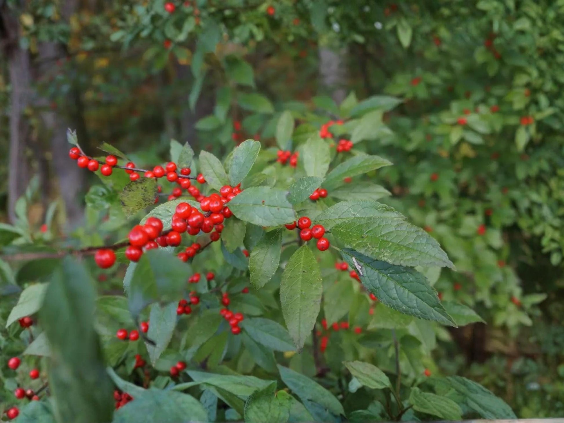 Mountain Holly Seeds | Ilex montana | Native Deciduous Tree for Wildlife & Habitat | 25 Seeds