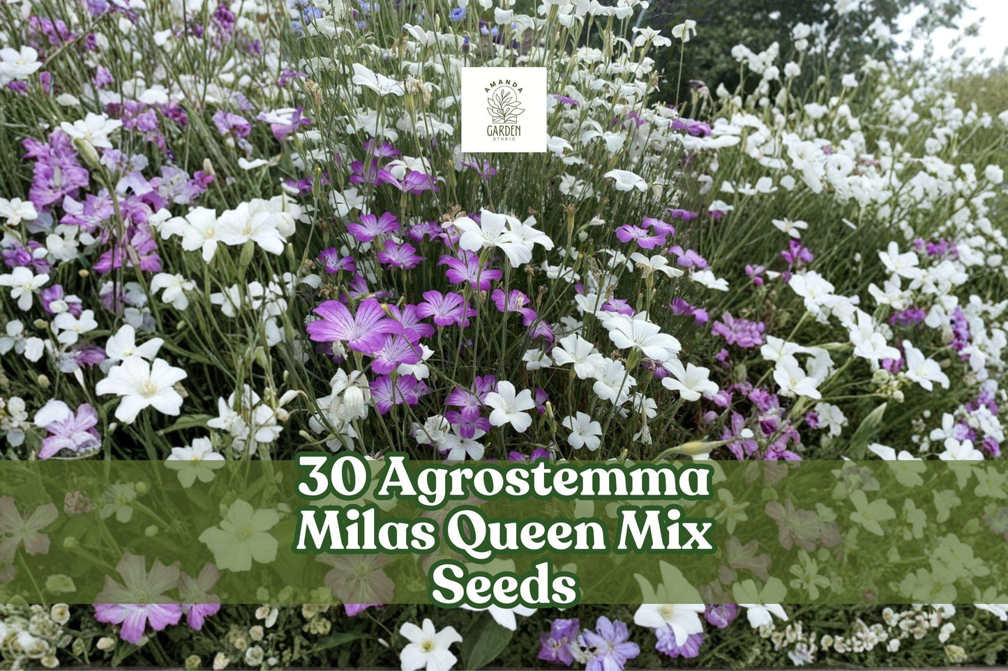 Agrostemma ‘Milas Queen’ Mix Seeds – Elegant Pink to Purple Annual Flowers for Borders & Cut Flowers | Agrostemma githago