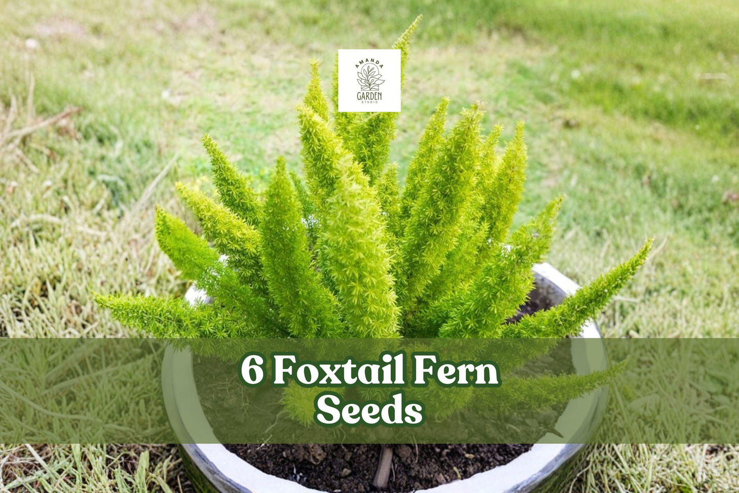 Foxtail Fern Seeds, Ornamental Foliage, Asparagus sprengeri, Indoor & Outdoor Planting, Green Fronds, Clumping, Decorative