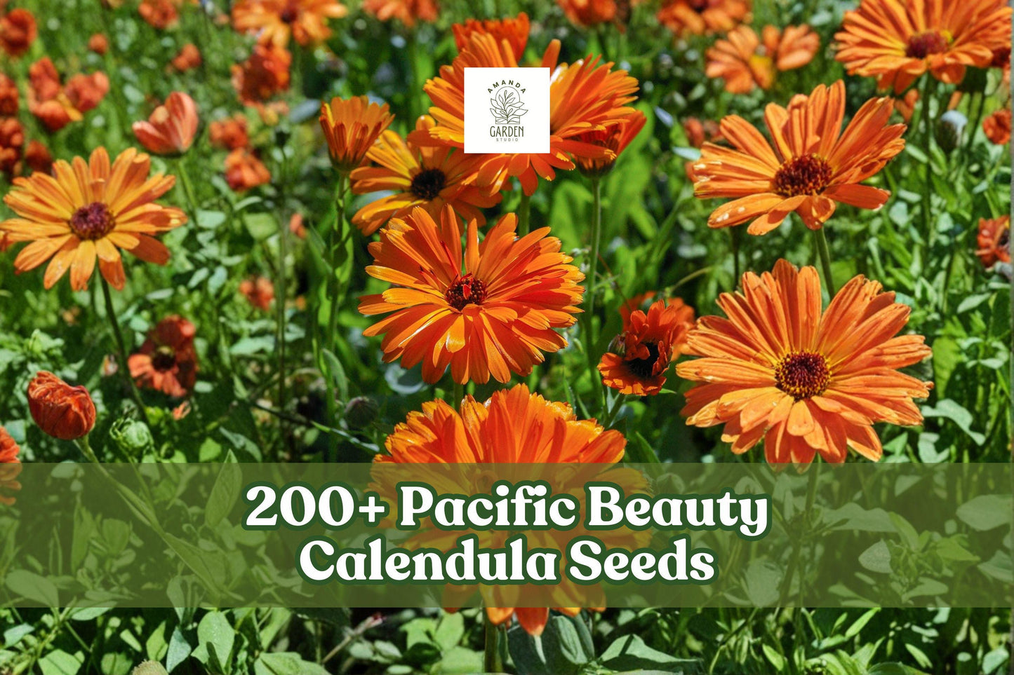 200+ Calendula officinalis Pacific Beauty Mix Seeds for Flower Garden, Borders & Full Sun Planting