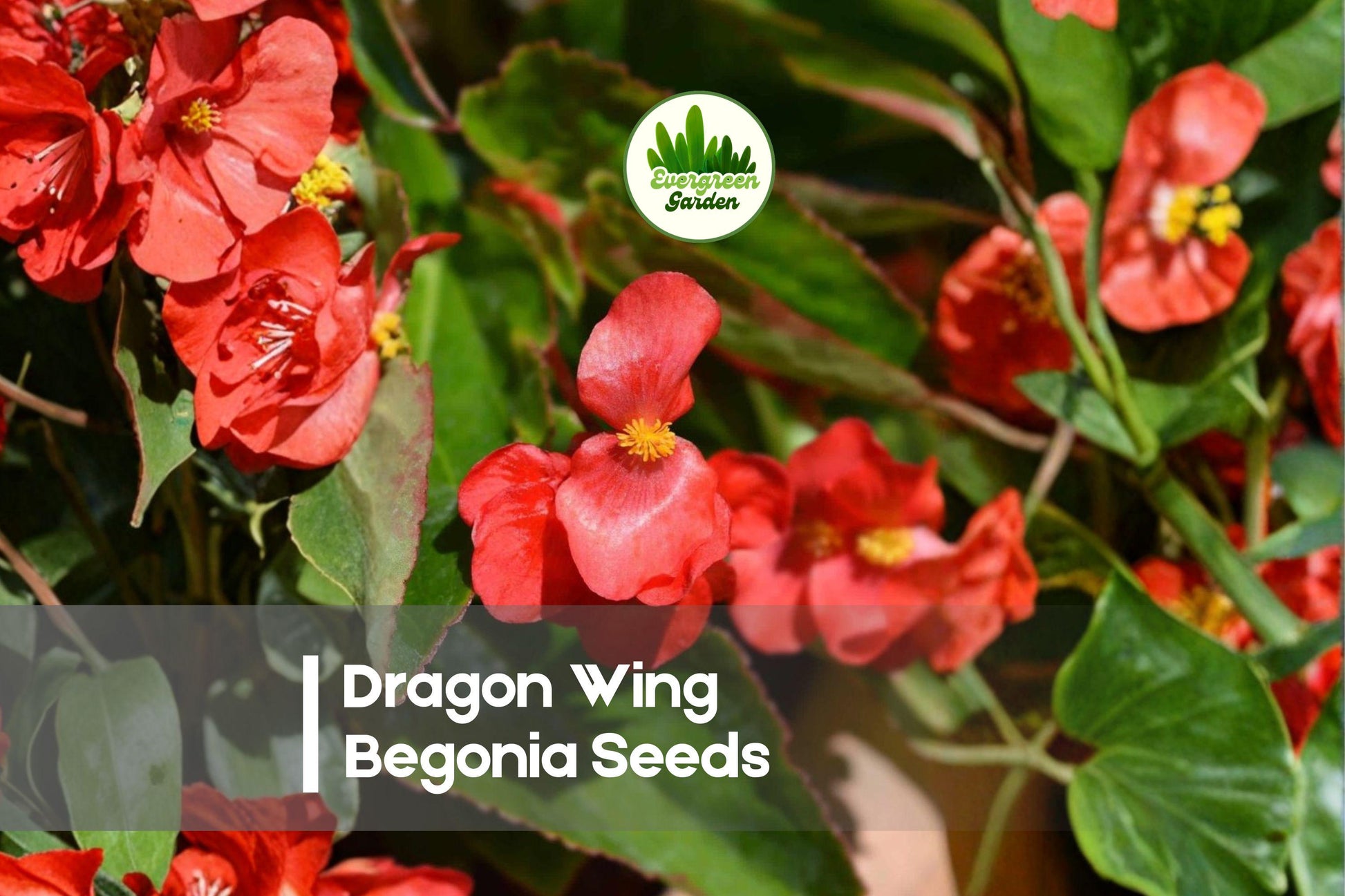 25+ Dragon Wing Begonia Seeds – Red Blooming, Cascading Foliage, Begonia × hybrida, Annual/Perennial for Hanging Baskets & Gardens