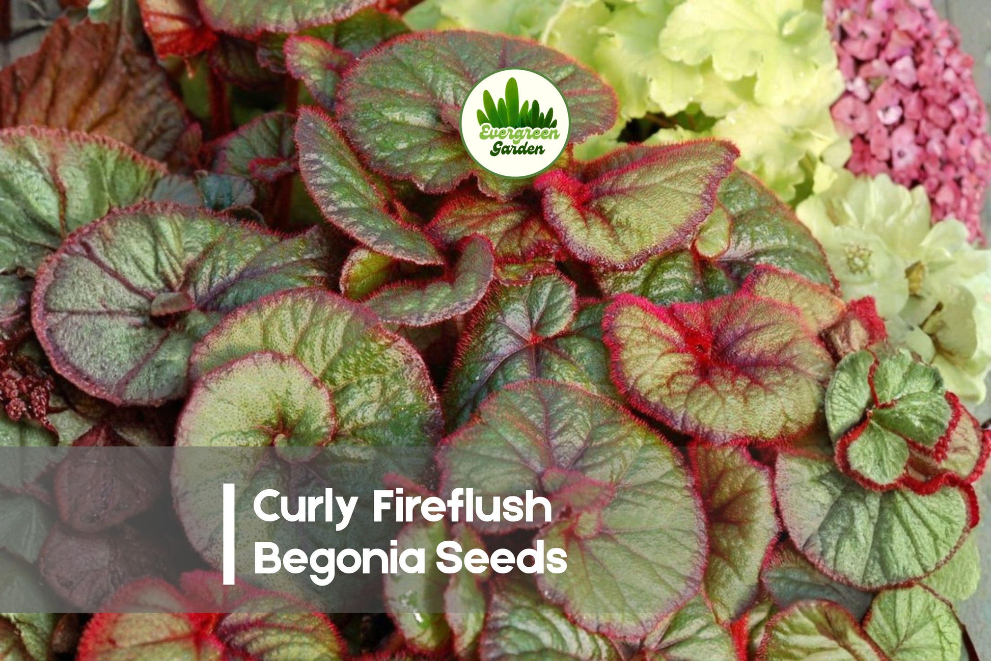 Curly Fireflush Begonia Seeds – Foliage Plant, Red-Edged, Shade Garden, Begonia rex-cultorum, Perennial, Indoor & Outdoor