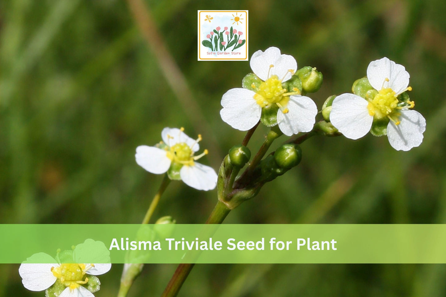 300 Large-flowered Water Plantain Seeds | Native Aquatic Perennial | Alisma triviale for Ponds & Wetlands
