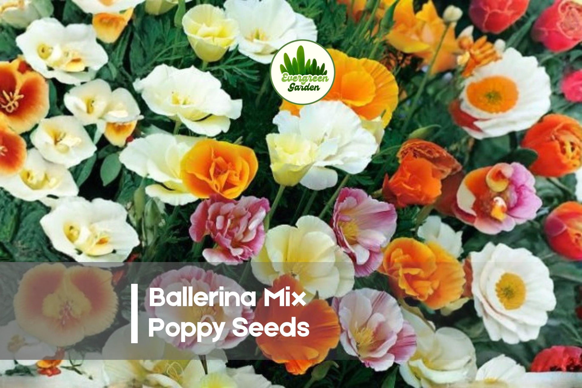 Ballerina Mix Poppy Seeds, 50 Premium Papaver Seeds for Vibrant, Ruffled Blooms, Ornamental Gardens & Pollinator-Friendly Borders
