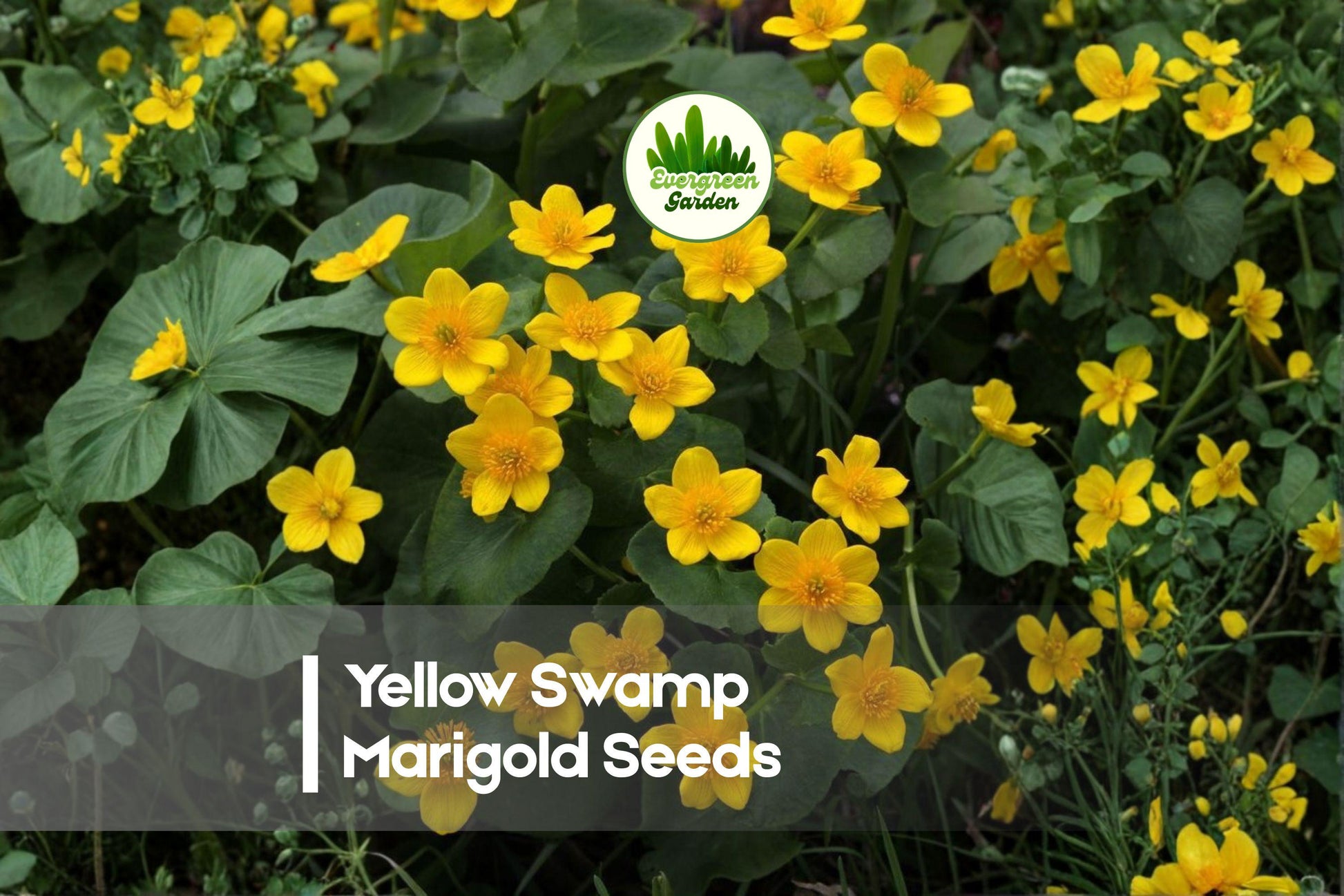 100 Yellow Swamp Marigold Seeds - Perennial Wildflower for Moist Gardens, Pollinator-Friendly, Caltha Species