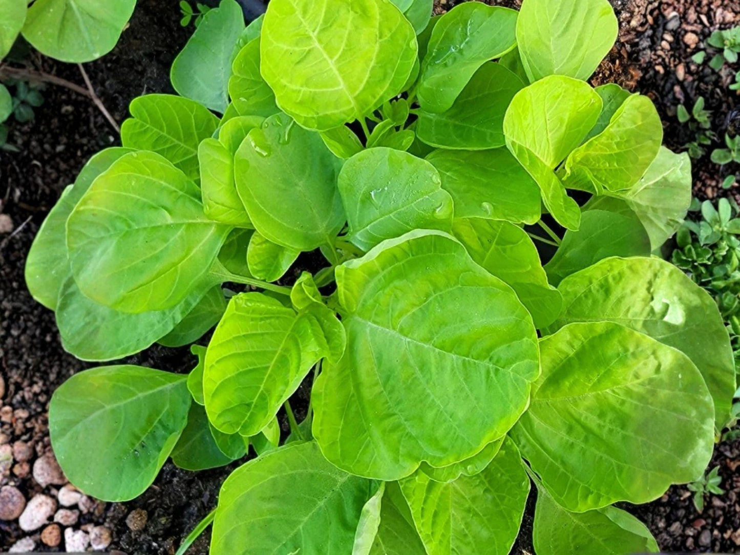Edible Amaranth Seeds White Light Green Heirloom, Heat Tolerant, 500 Seeds, Leafy Green, Fast-Growing Vegetable