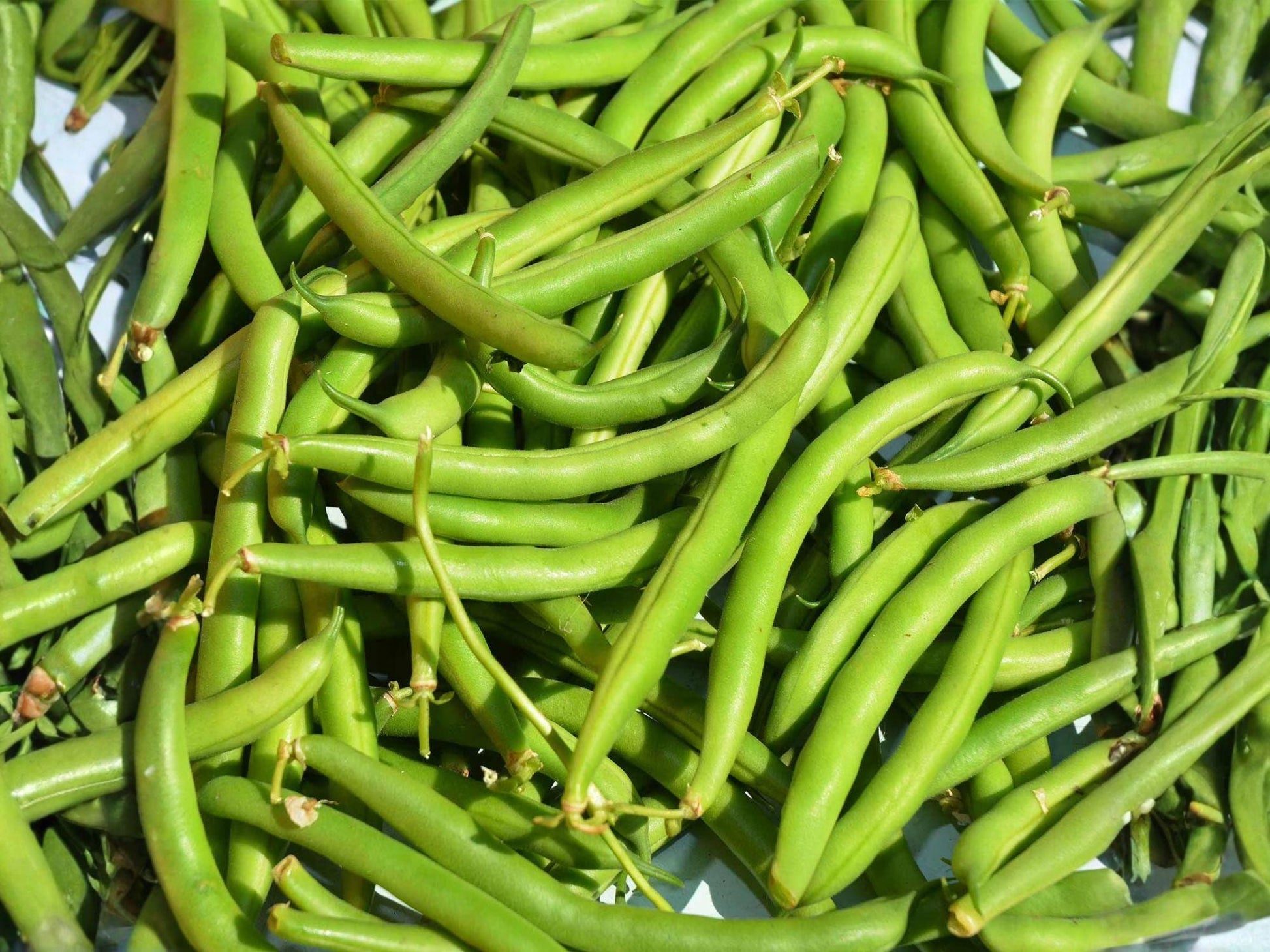 Provider Green Bush Bean Seeds – Early Heirloom, Cold Tolerant, Stringless Pods, 25 Seeds