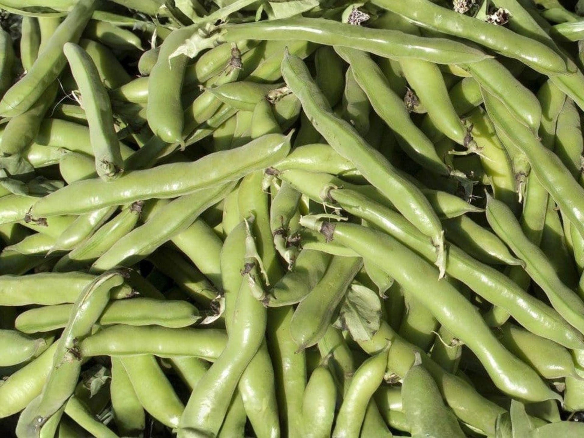 Heirloom Fava Bean Seeds – Broad Bean, Cool-Season Legume, 10 Seeds, Edible Pods & Shelled Beans, Mediterranean Cuisine