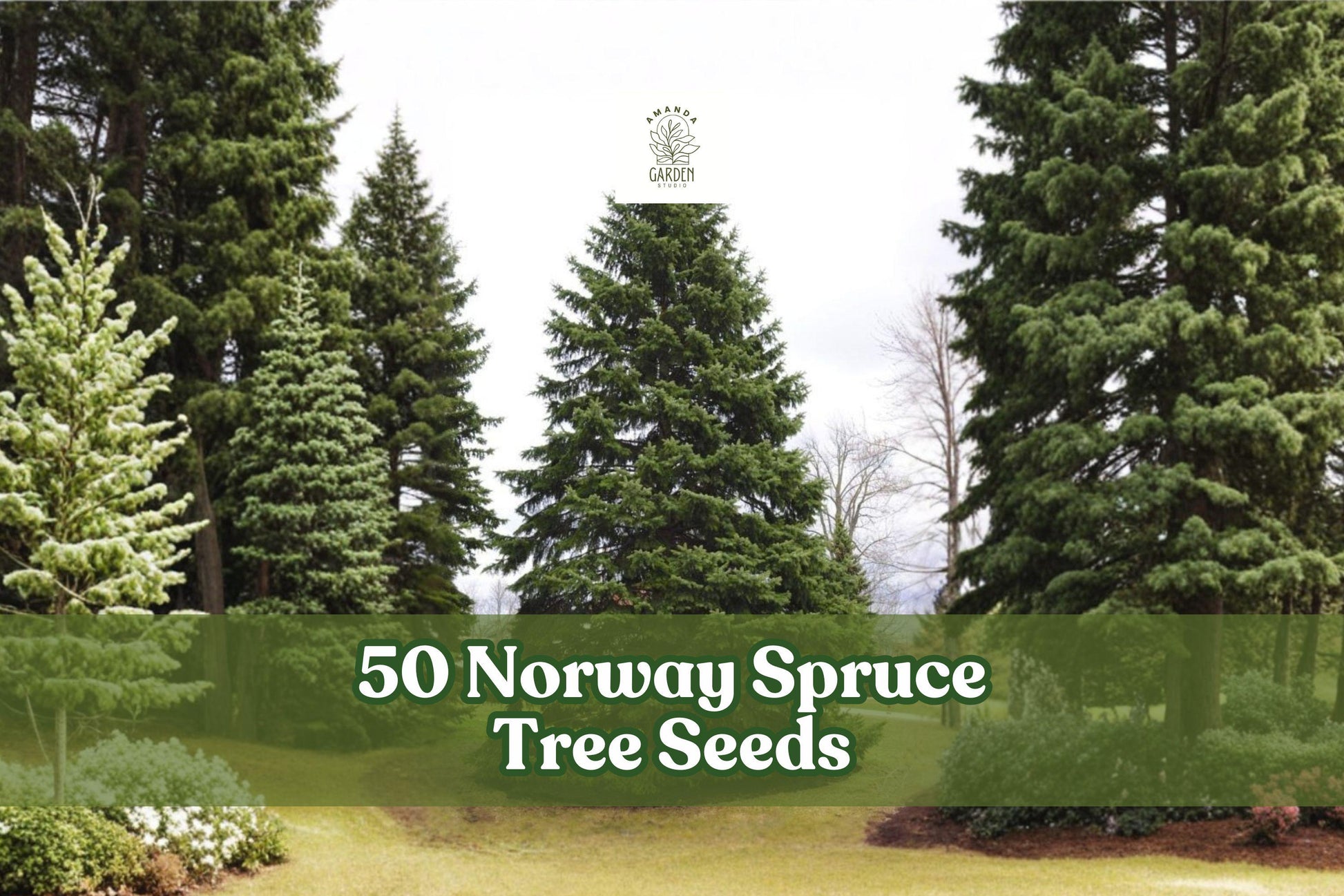 50 Norway Spruce Tree Seeds for Planting Evergreen Conifer Picea abies