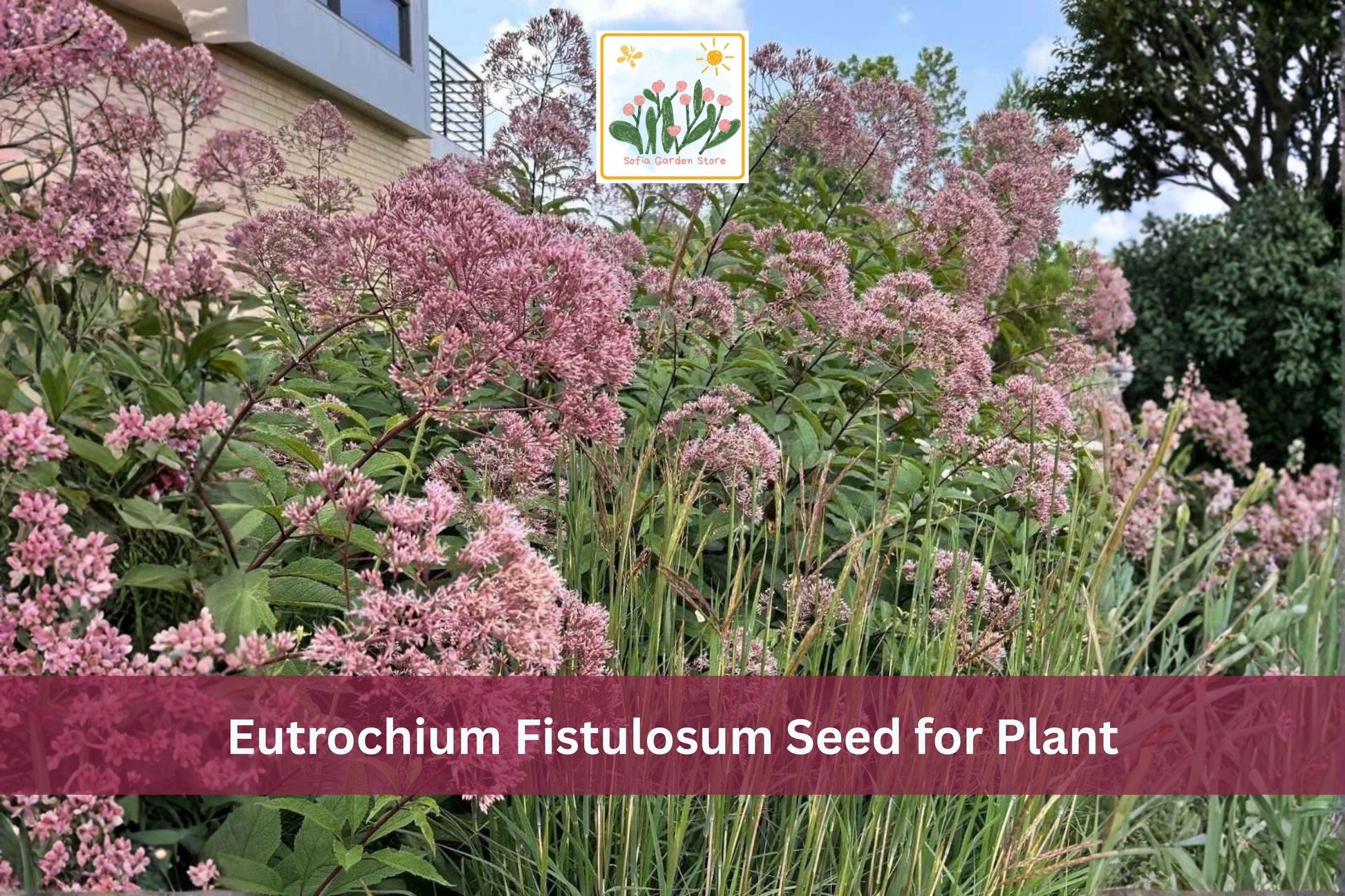 100 Hollow Joe-Pye Weed Seeds | Eutrochium fistulosum | Native Tall Perennial Wildflower with Purple Flowers