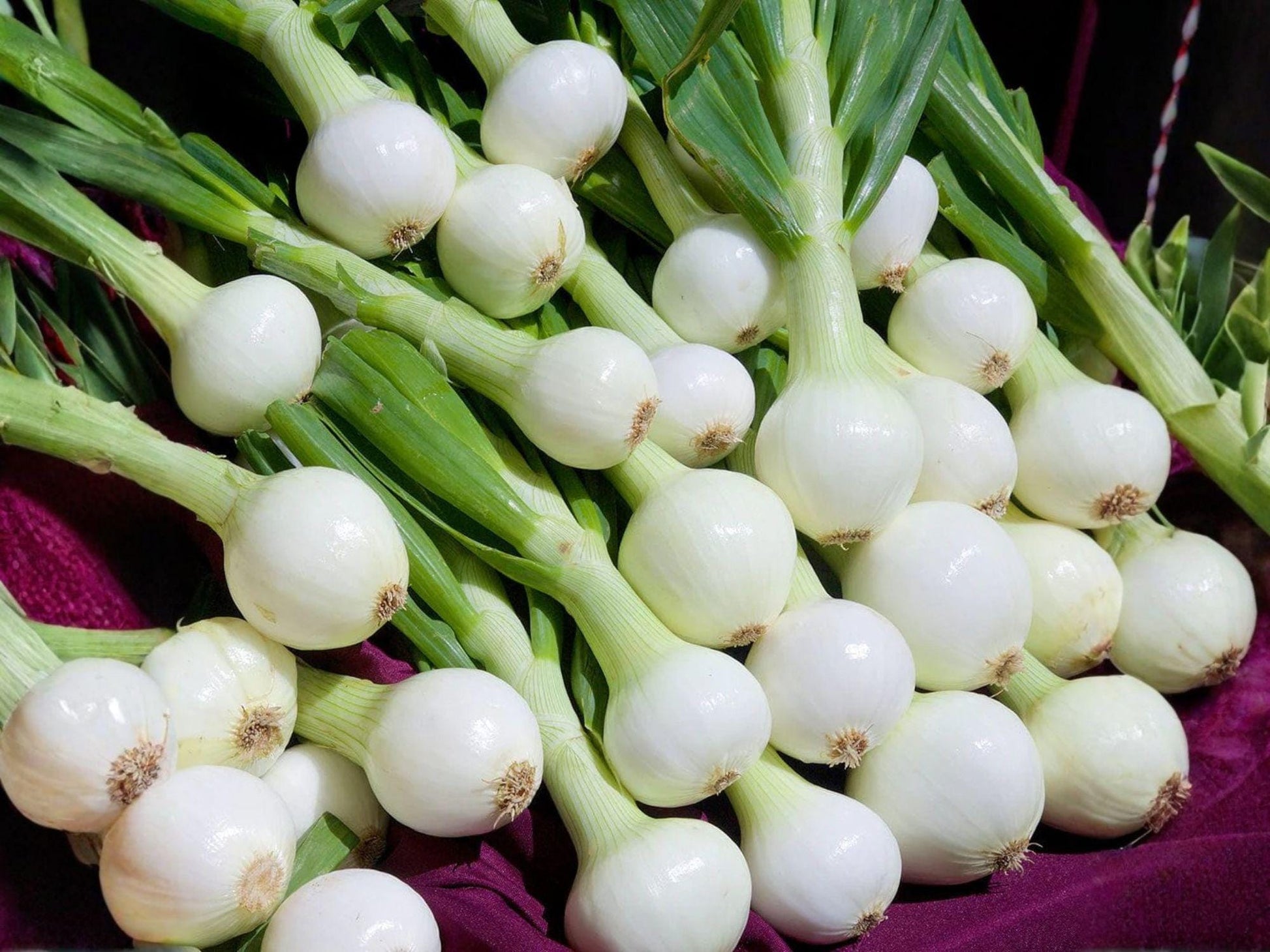 Walla Walla Sweet Onion Seeds – Heirloom Vegetable, Large, Mild, Juicy, 50 Seeds