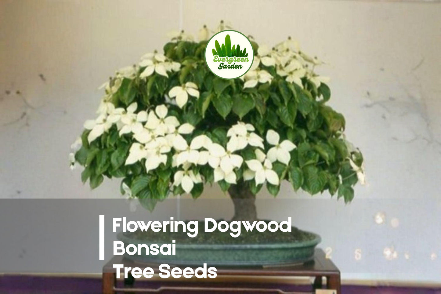 20 Flowering Dogwood Bonsai Tree Seeds - Cornus florida, Ornamental Flowering Tree, Spring Blossoms, Bonsai & Garden Plant
