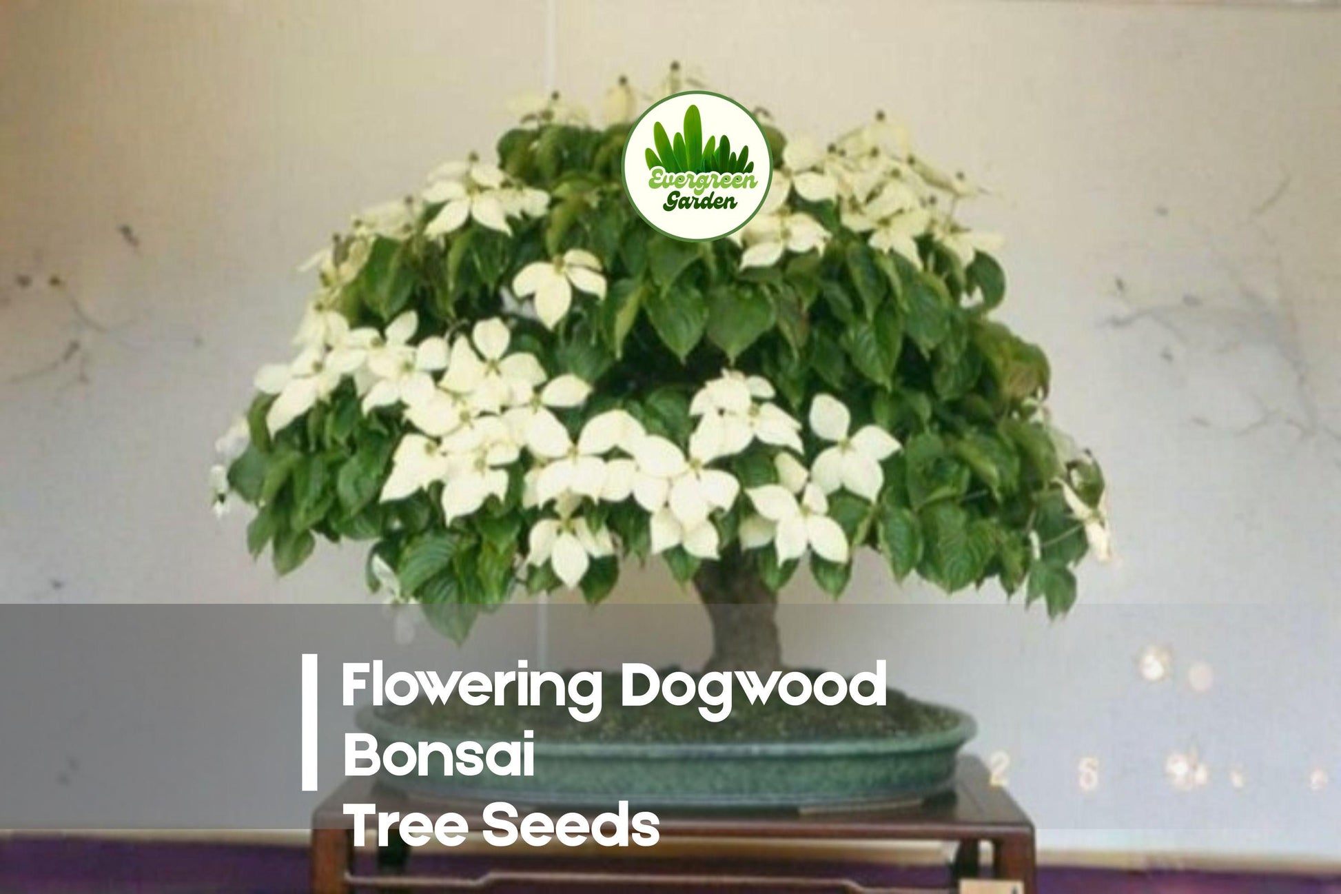 20 Flowering Dogwood Bonsai Tree Seeds - Cornus florida, Ornamental Flowering Tree, Spring Blossoms, Bonsai & Garden Plant