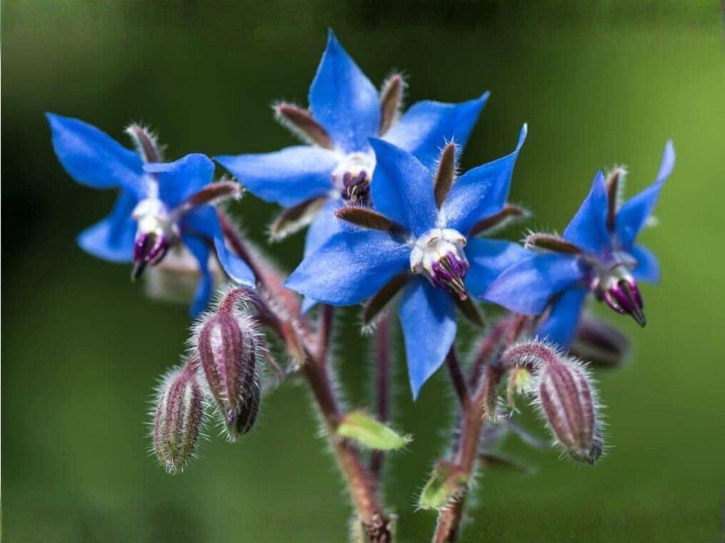 Borage Herb Seeds – Edible Blue Star Flowers, Pollinator Garden, Annual Herb, 50 Seeds