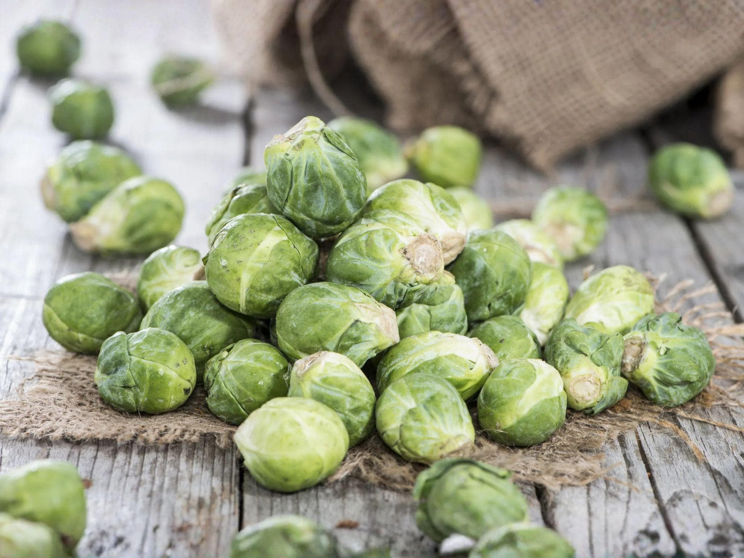 Brussels Sprouts Seeds Long Island Improved Heirloom Cold Hardy Vegetable Garden Seed 500 Seeds