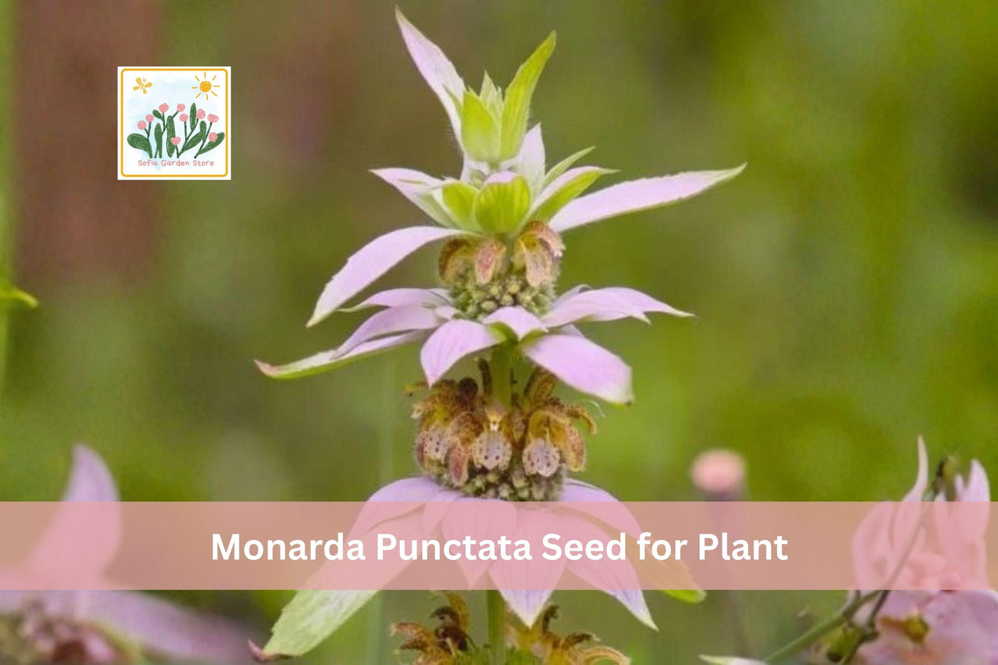 100 Spotted Bee Balm Seeds | Monarda punctata | Native Prairie Wildflower | Drought Tolerant Perennial Seeds