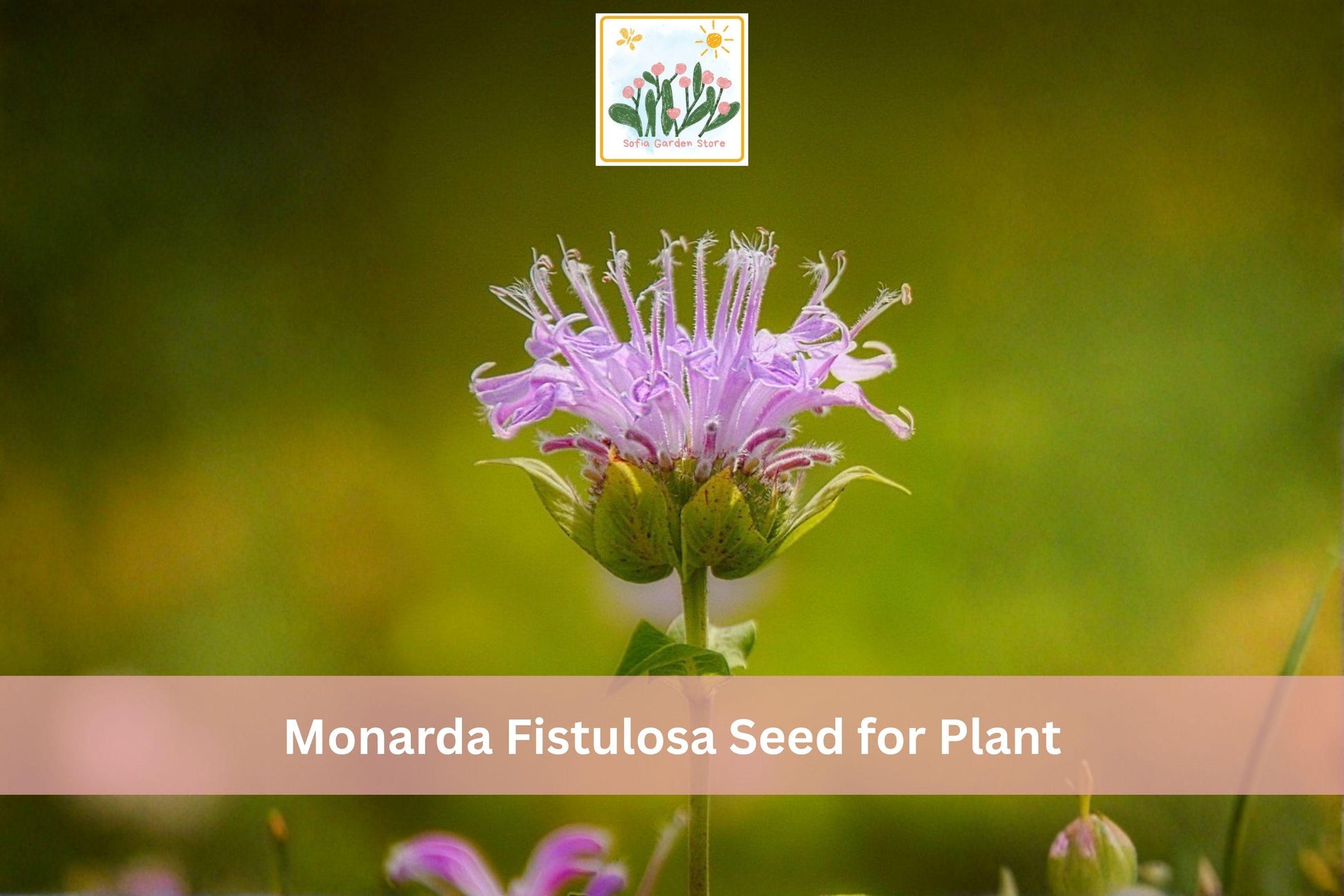 Wild Bergamot Seeds - Monarda fistulosa - Native Perennial Bee Balm for Prairie Gardens & Pollinator Gardens