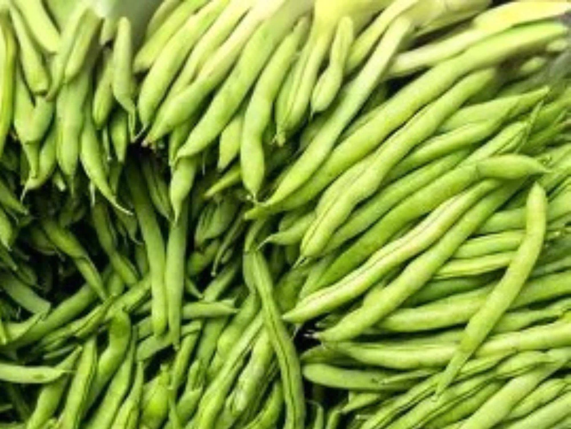 Provider Green Bush Bean Seeds – Early, Cold Tolerant, Stringless Green Pods, Bush Vegetable, 25 Seeds