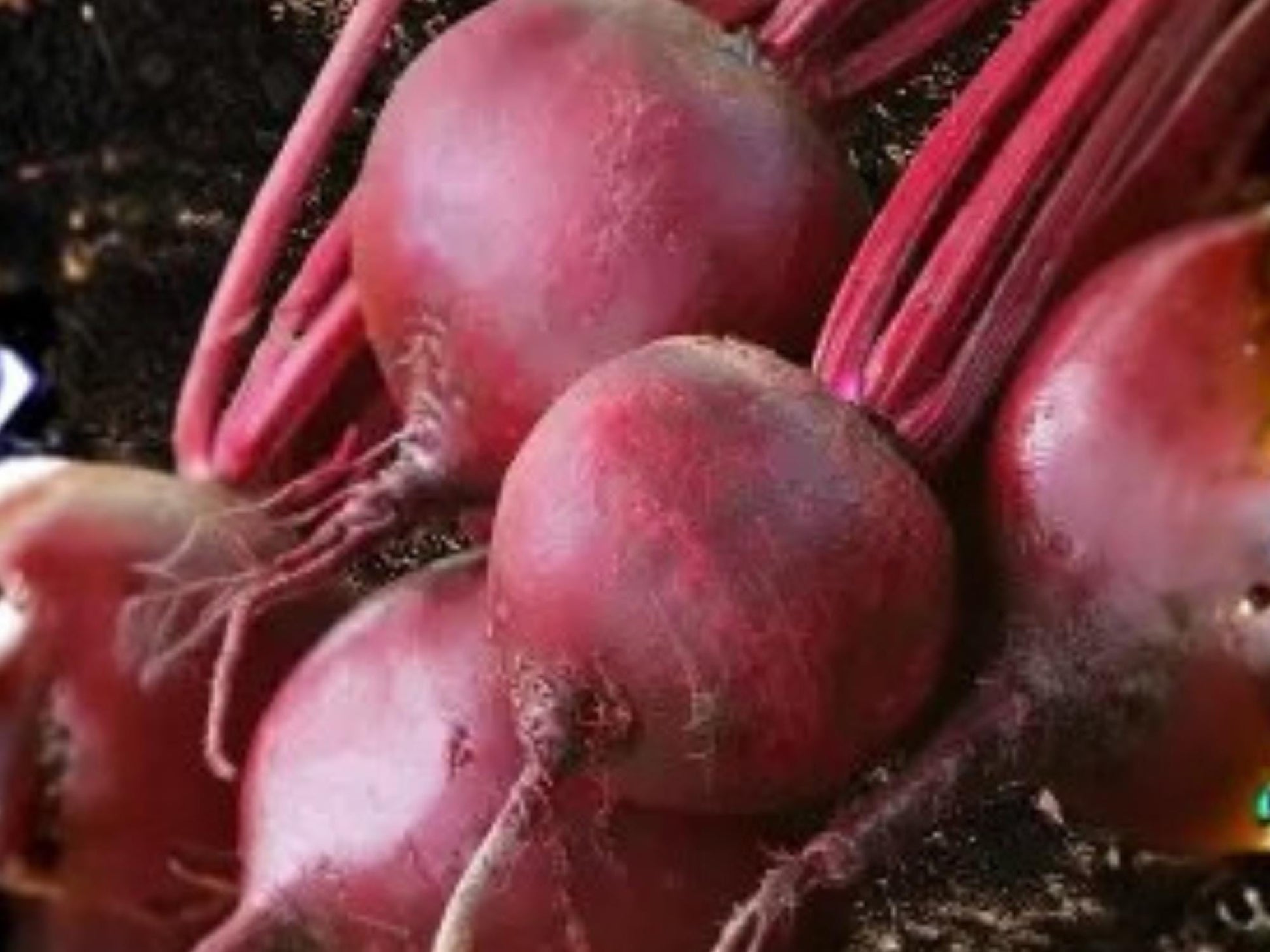 Detroit Dark Red Beet Seeds – Heirloom Vegetable, Deep Red Roots, Edible Greens, 500 Seeds