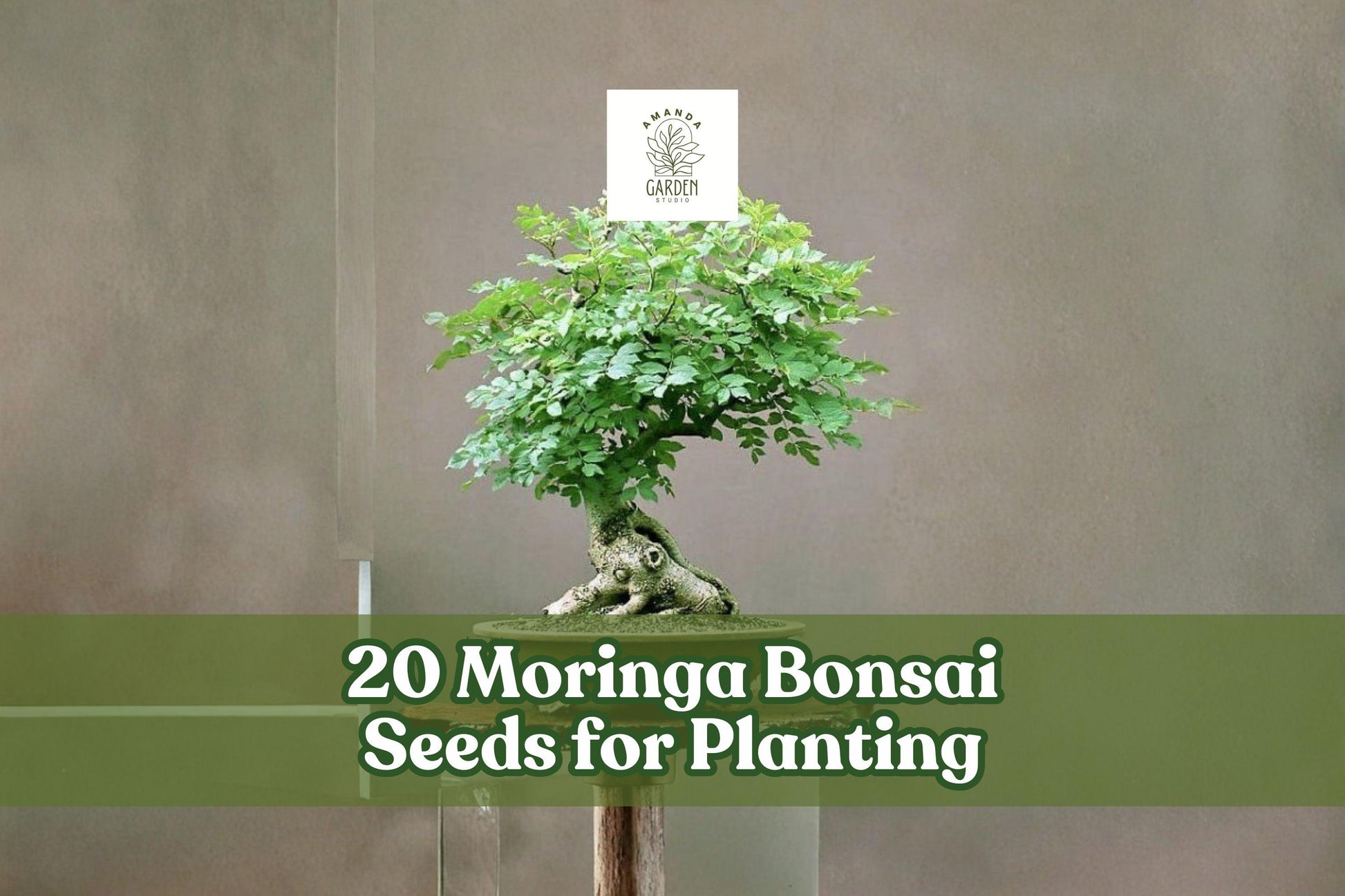 20 Moringa oleifera Bonsai Seeds for Ornamental Tree, Container or Garden Planting