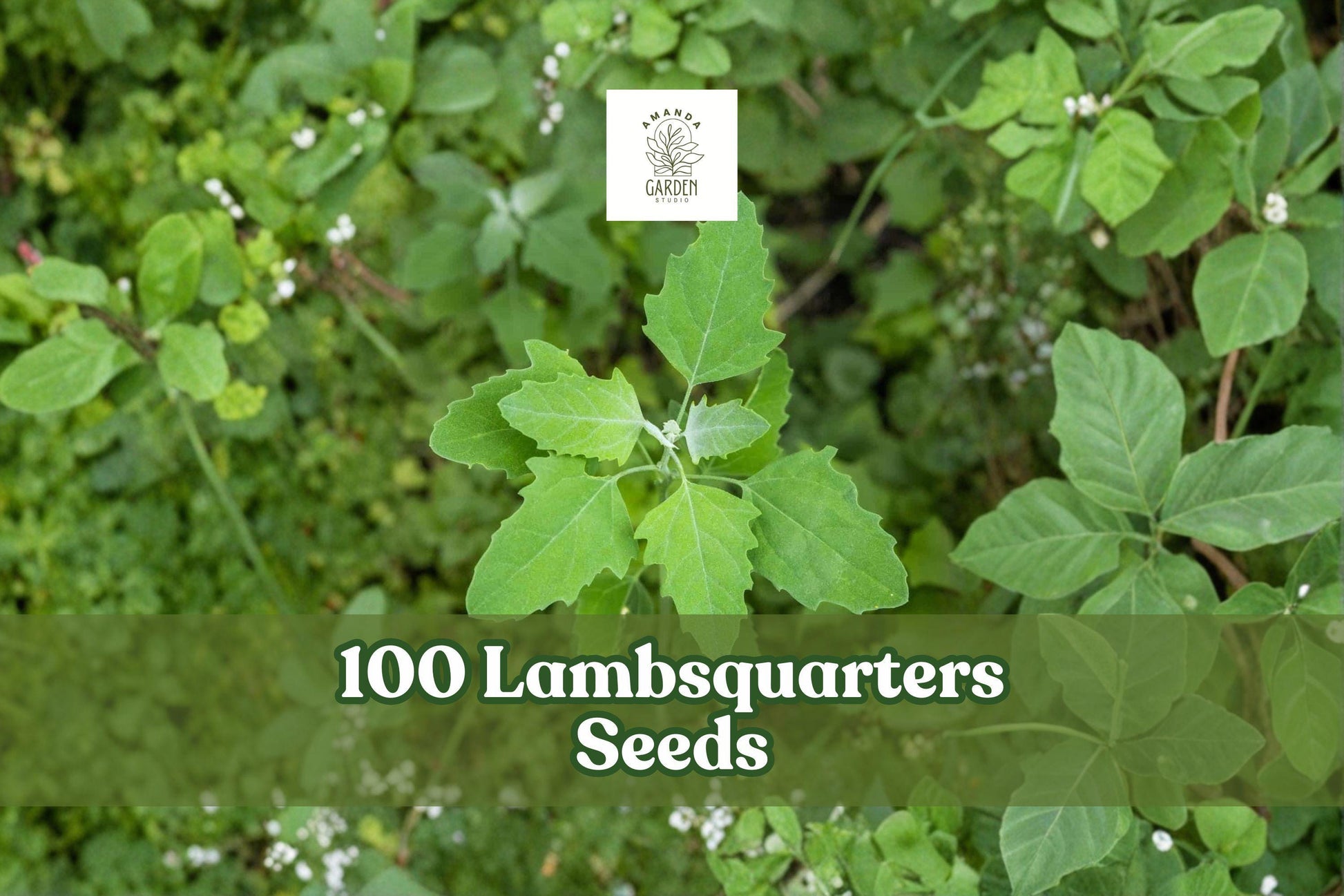 100 Lambsquarters Seeds Chenopodium album - Annual Leafy Plant for Garden Planting, Organic Seeds, Full Sun to Partial Shade